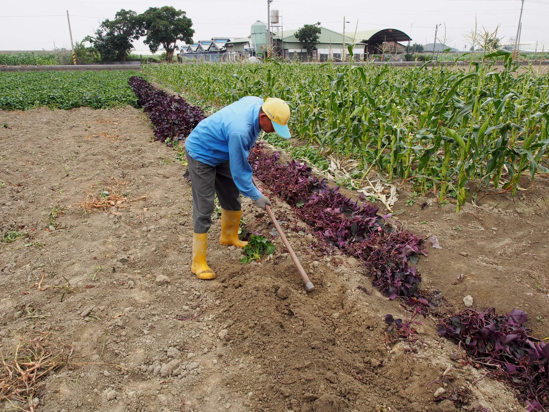 採收紫葉白色地瓜