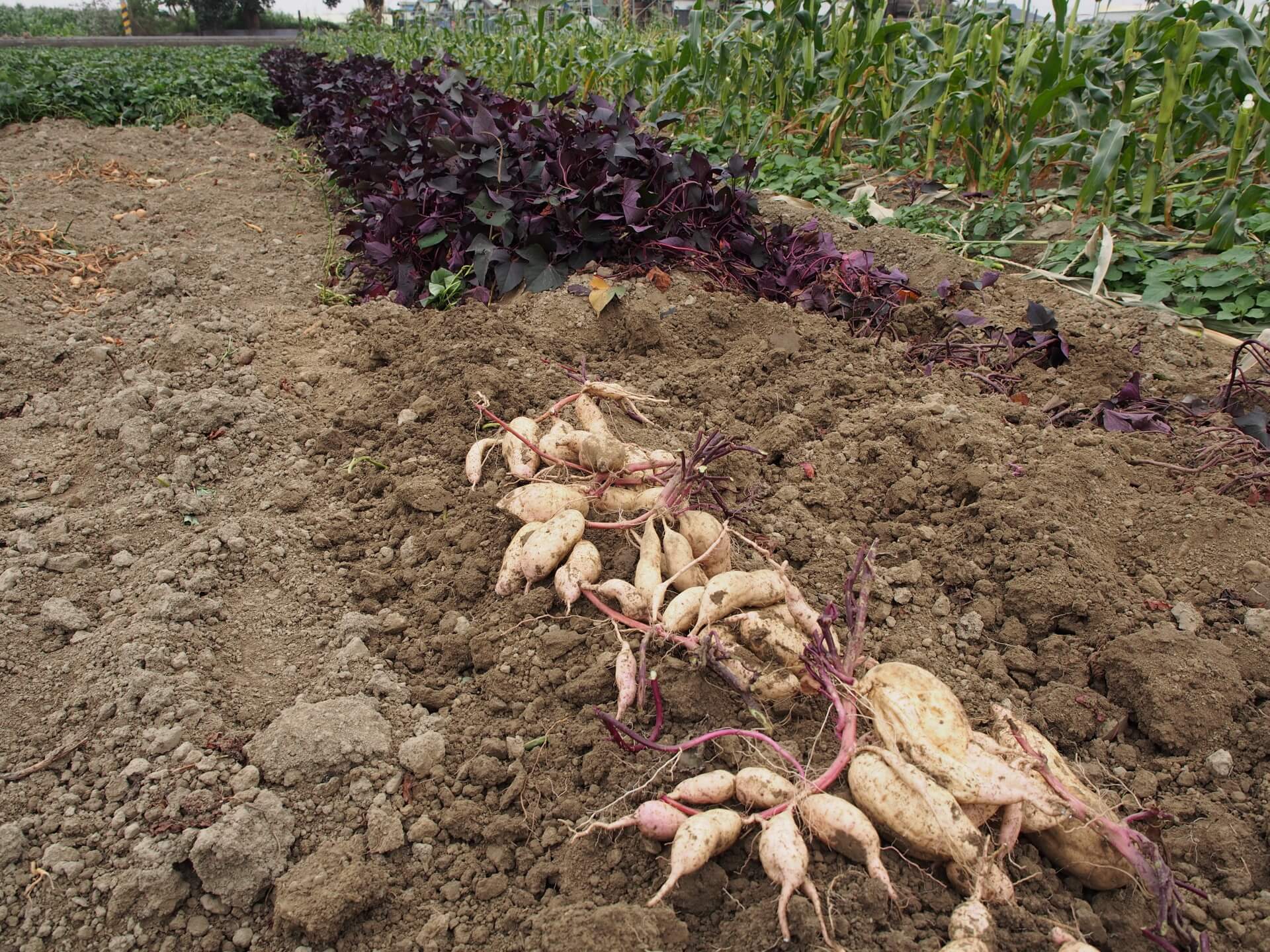 採收紫葉白色地瓜