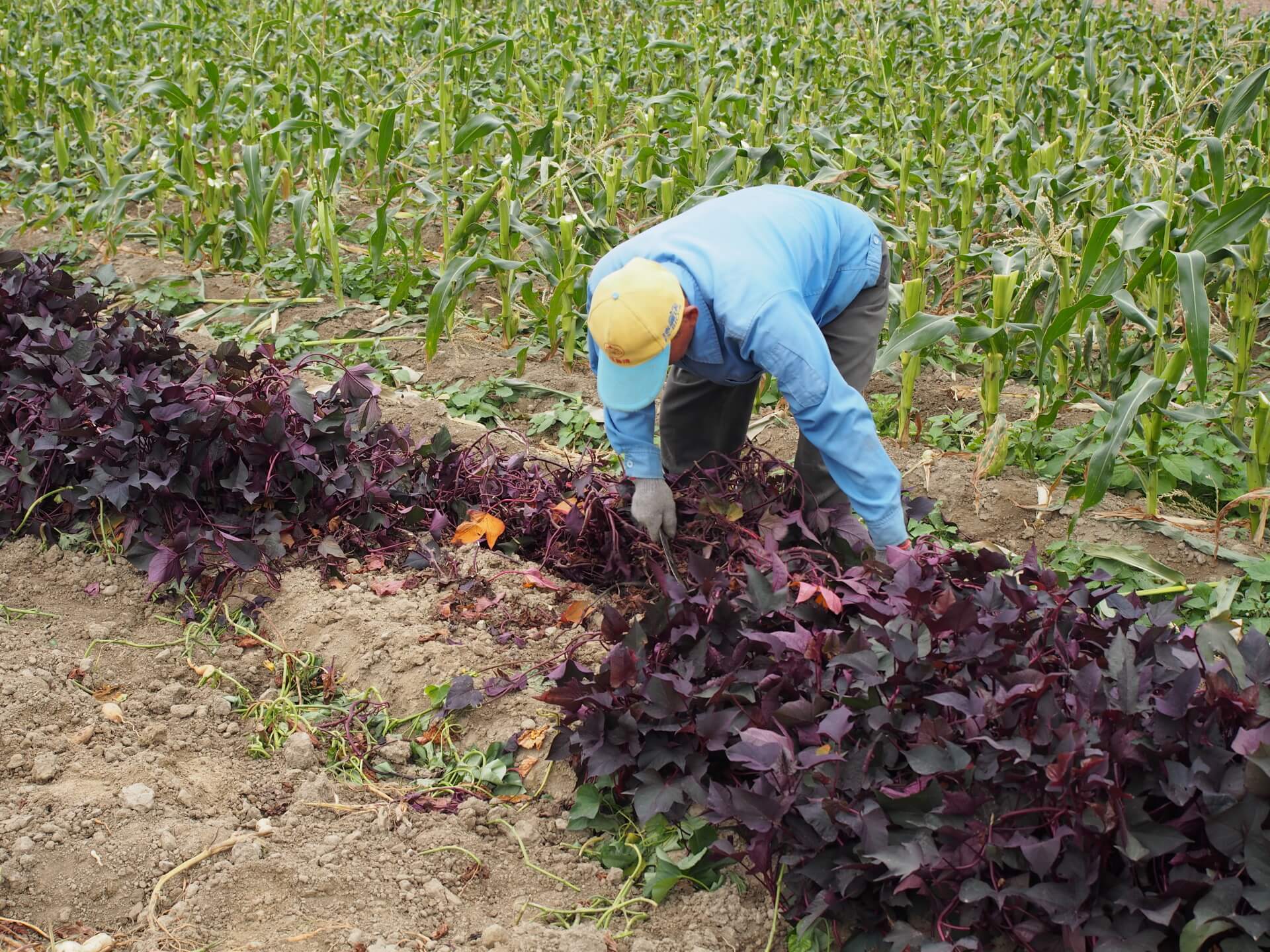 採收紫葉白色地瓜