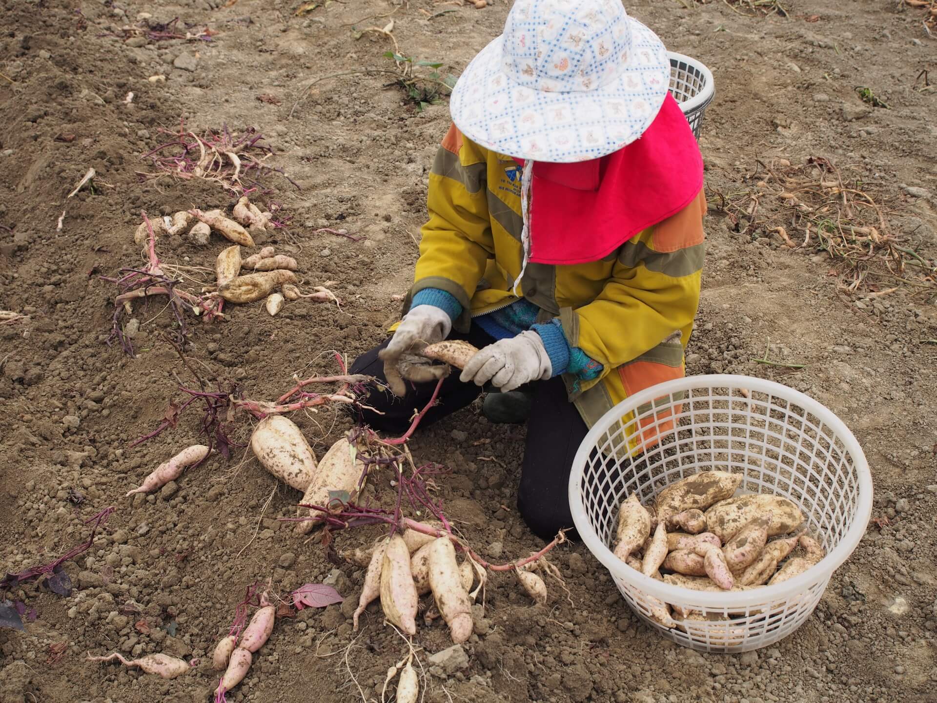 採收紫葉白色地瓜