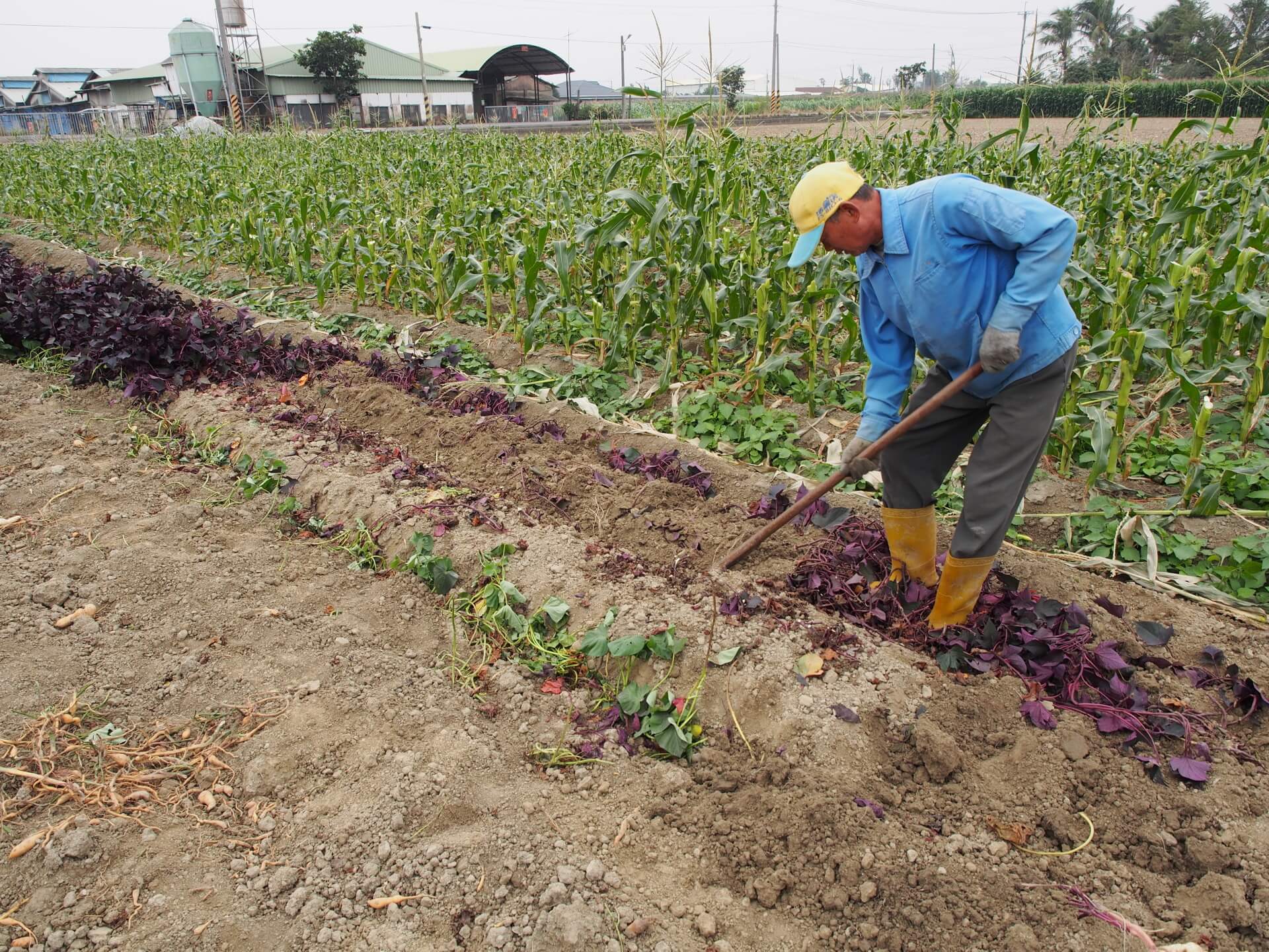採收紫葉白色地瓜