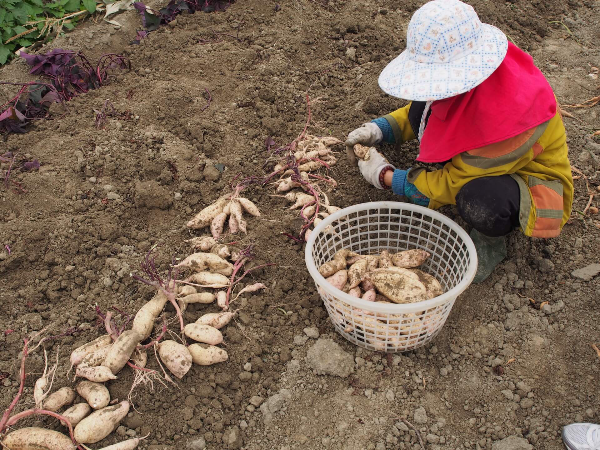 採收紫葉白色地瓜