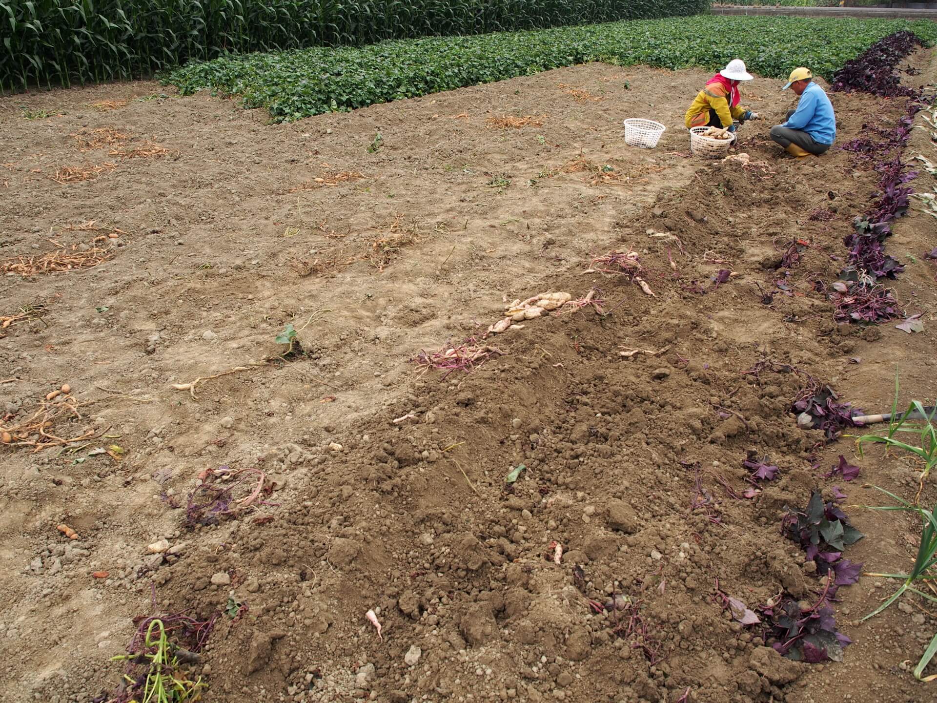 採收紫葉白色地瓜