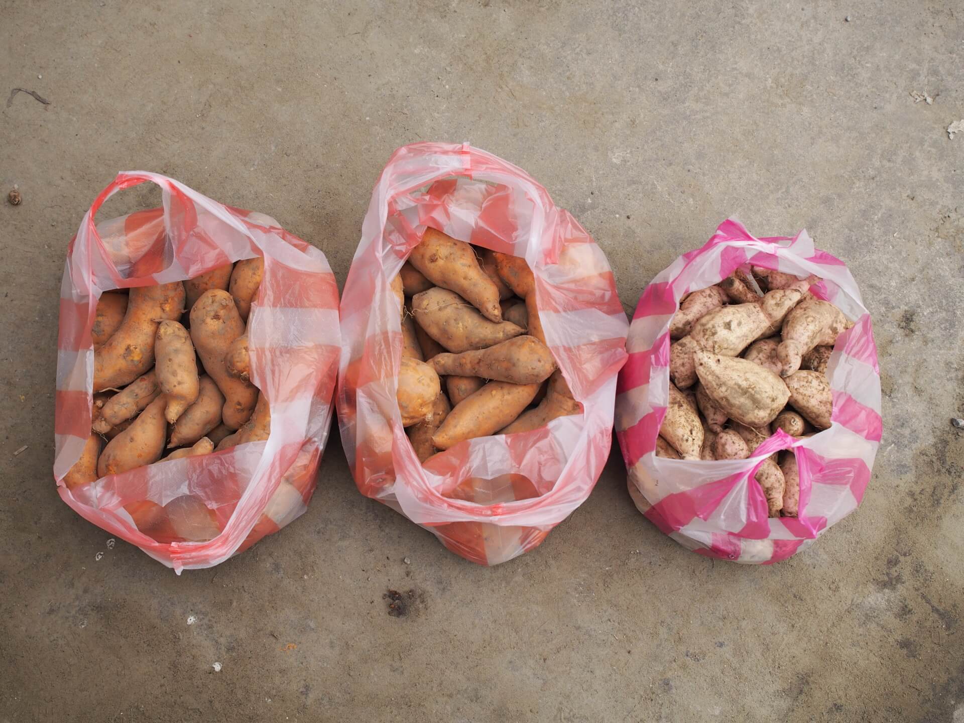 白色地瓜與黃色地瓜