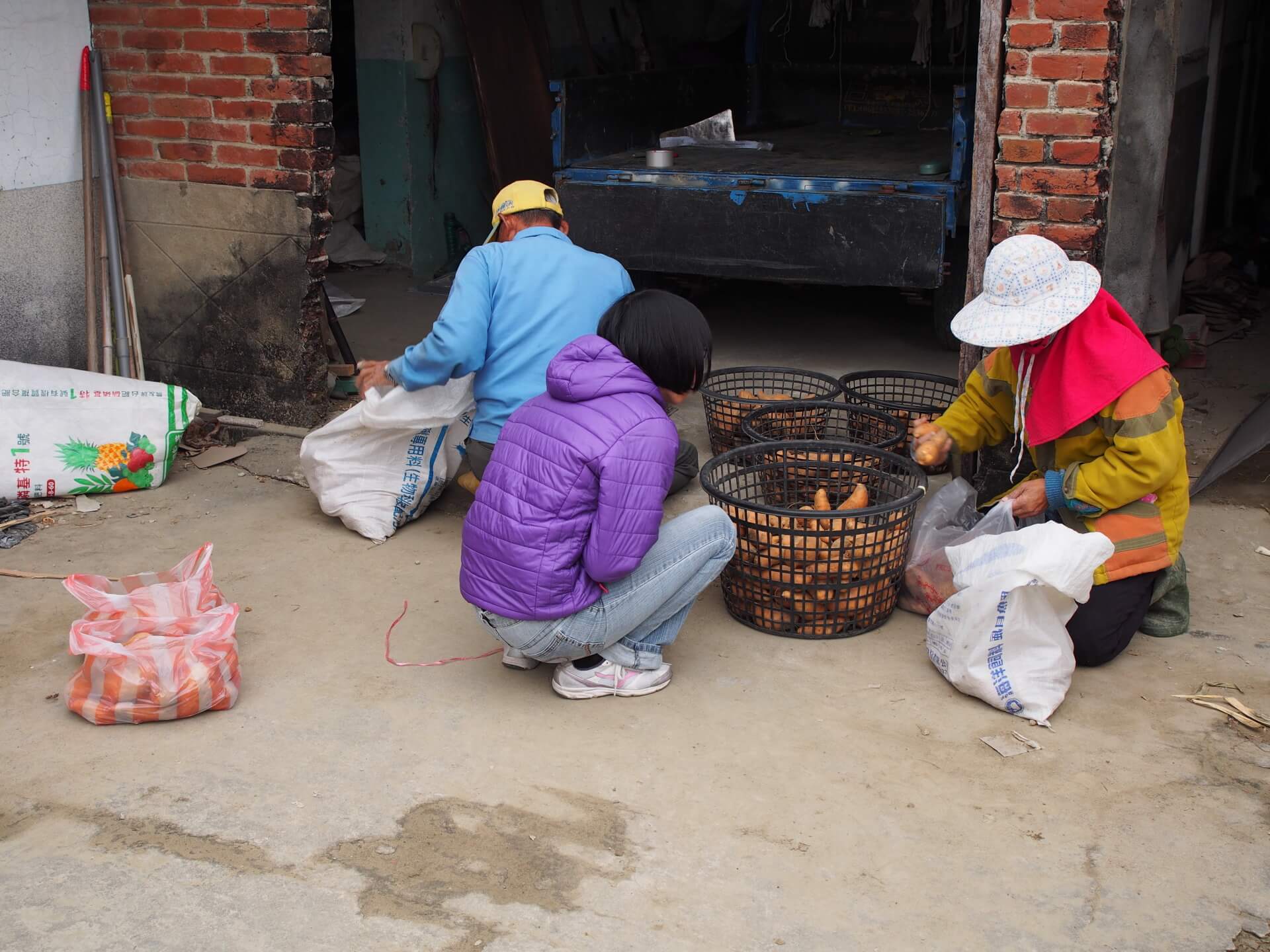 地瓜裝袋、裝箱