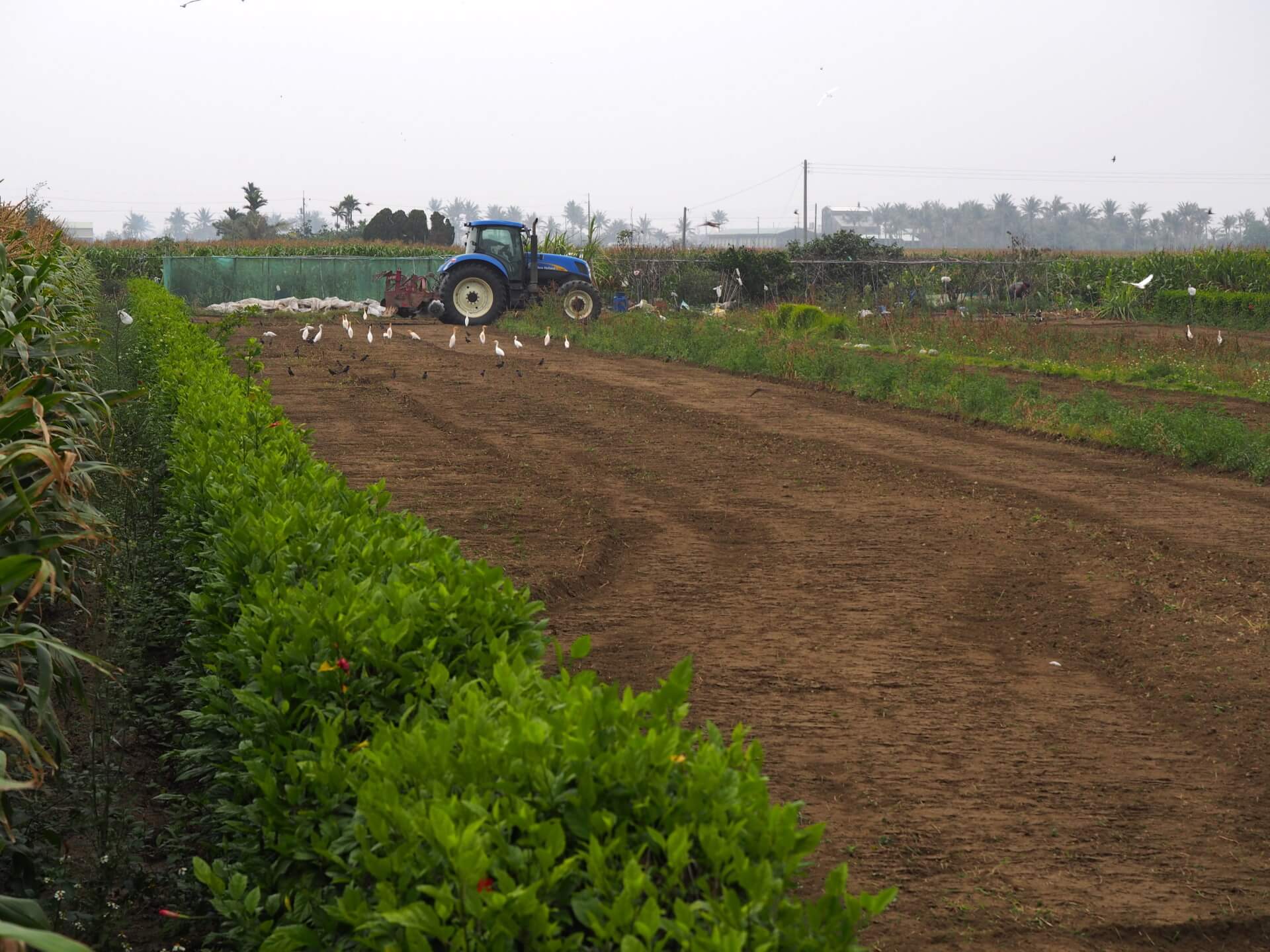 耕耘機翻土除草
