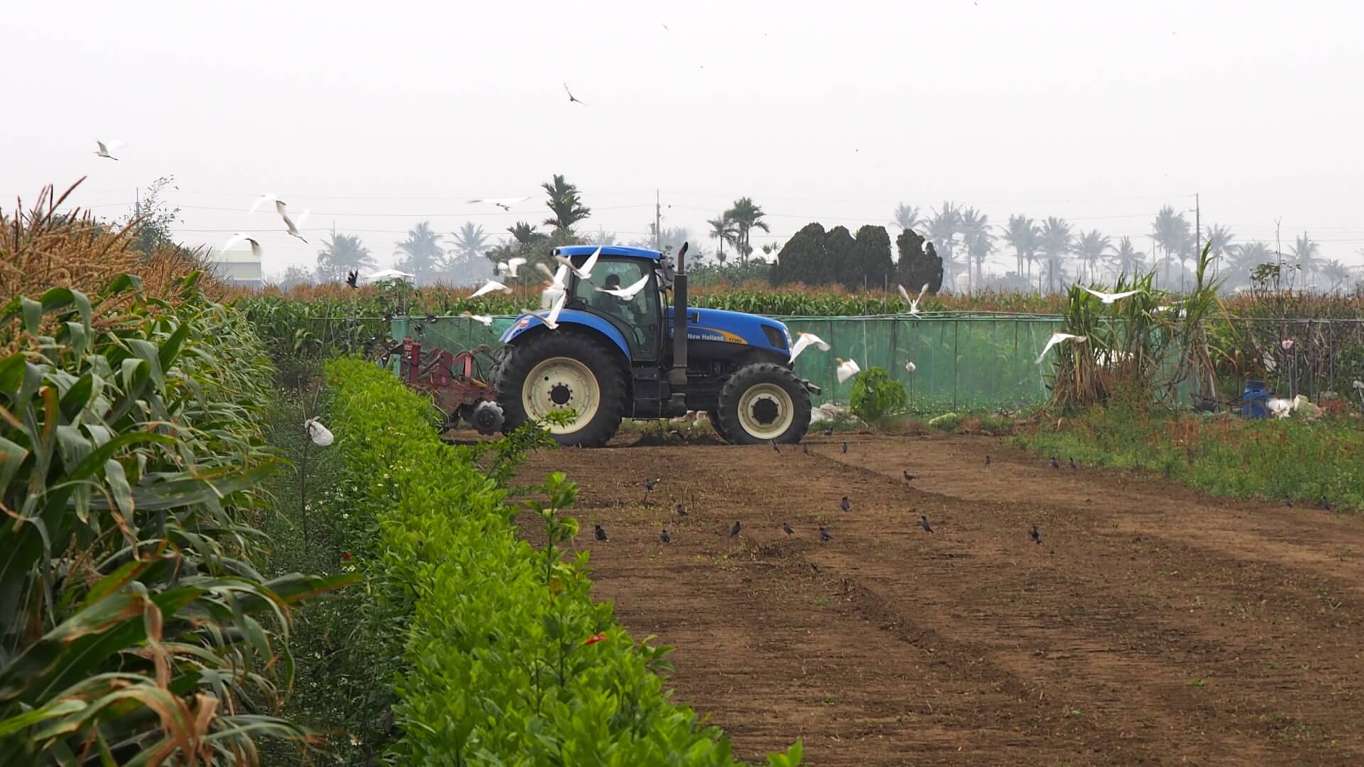 耕耘機與白鷺絲