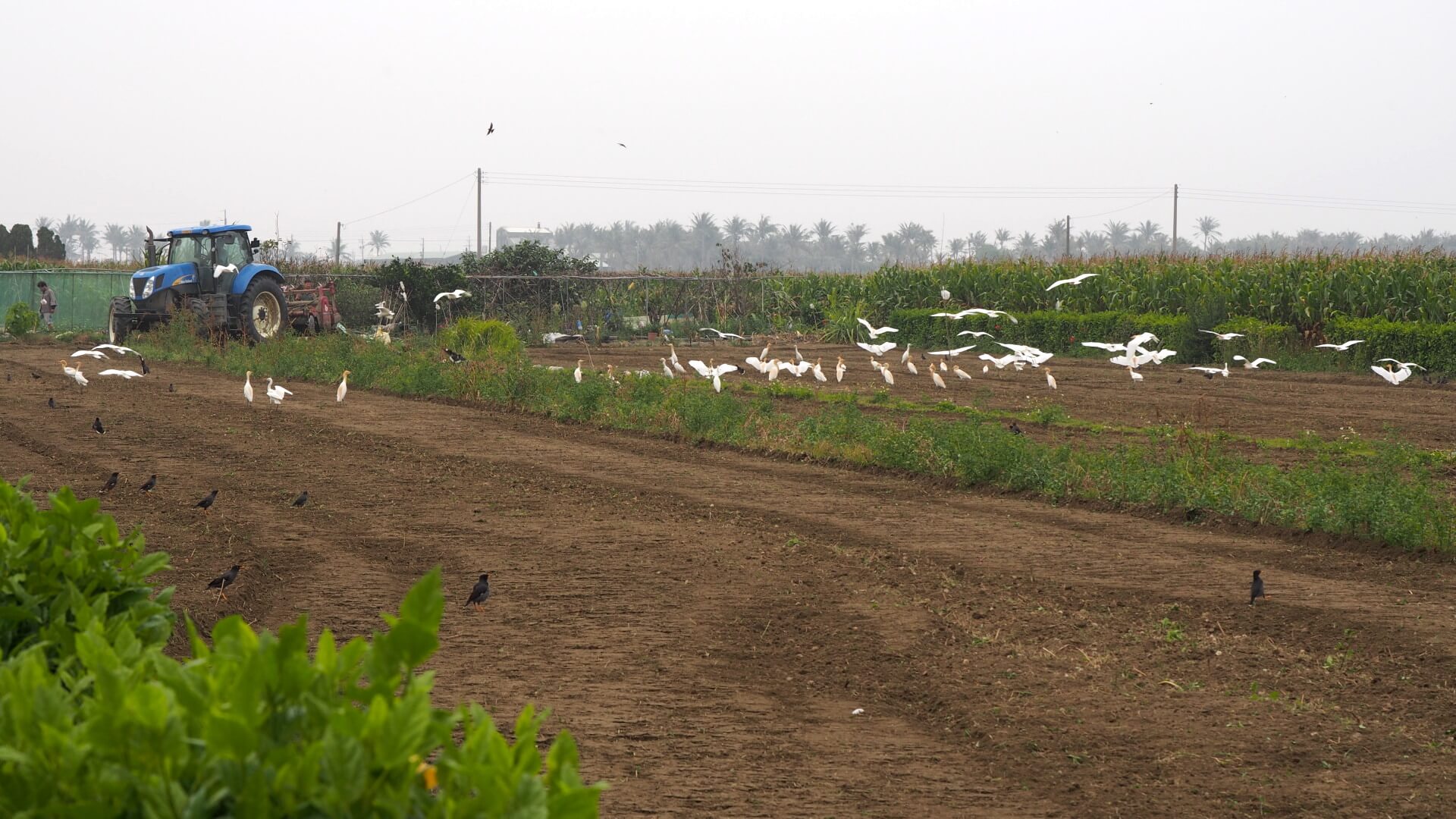 耕耘機與白鷺絲