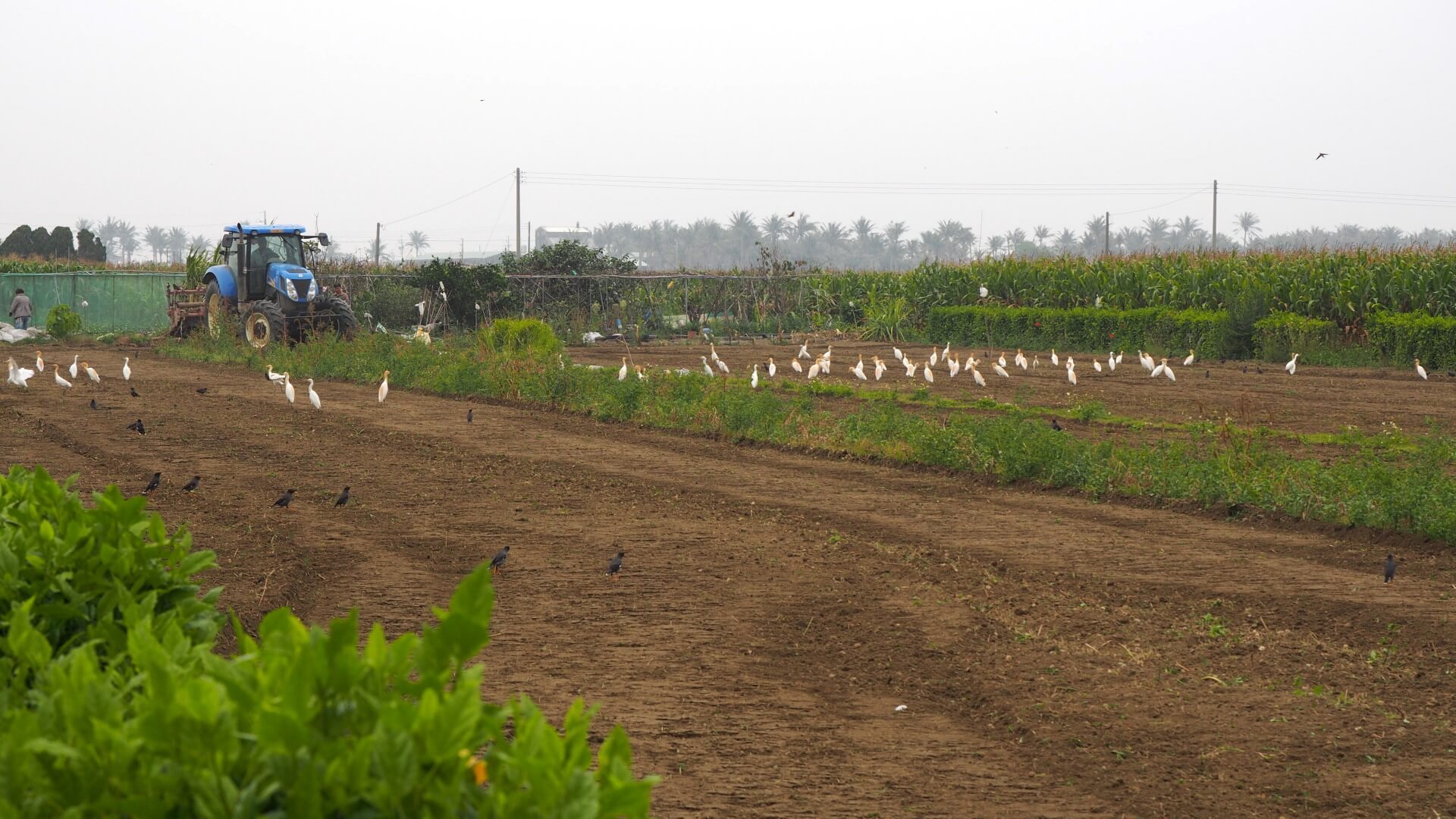 耕耘機與白鷺絲