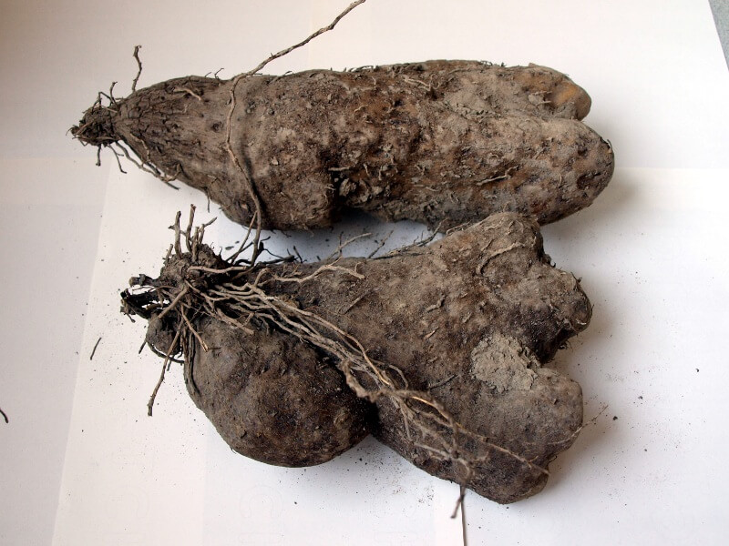 yam-seed-2
