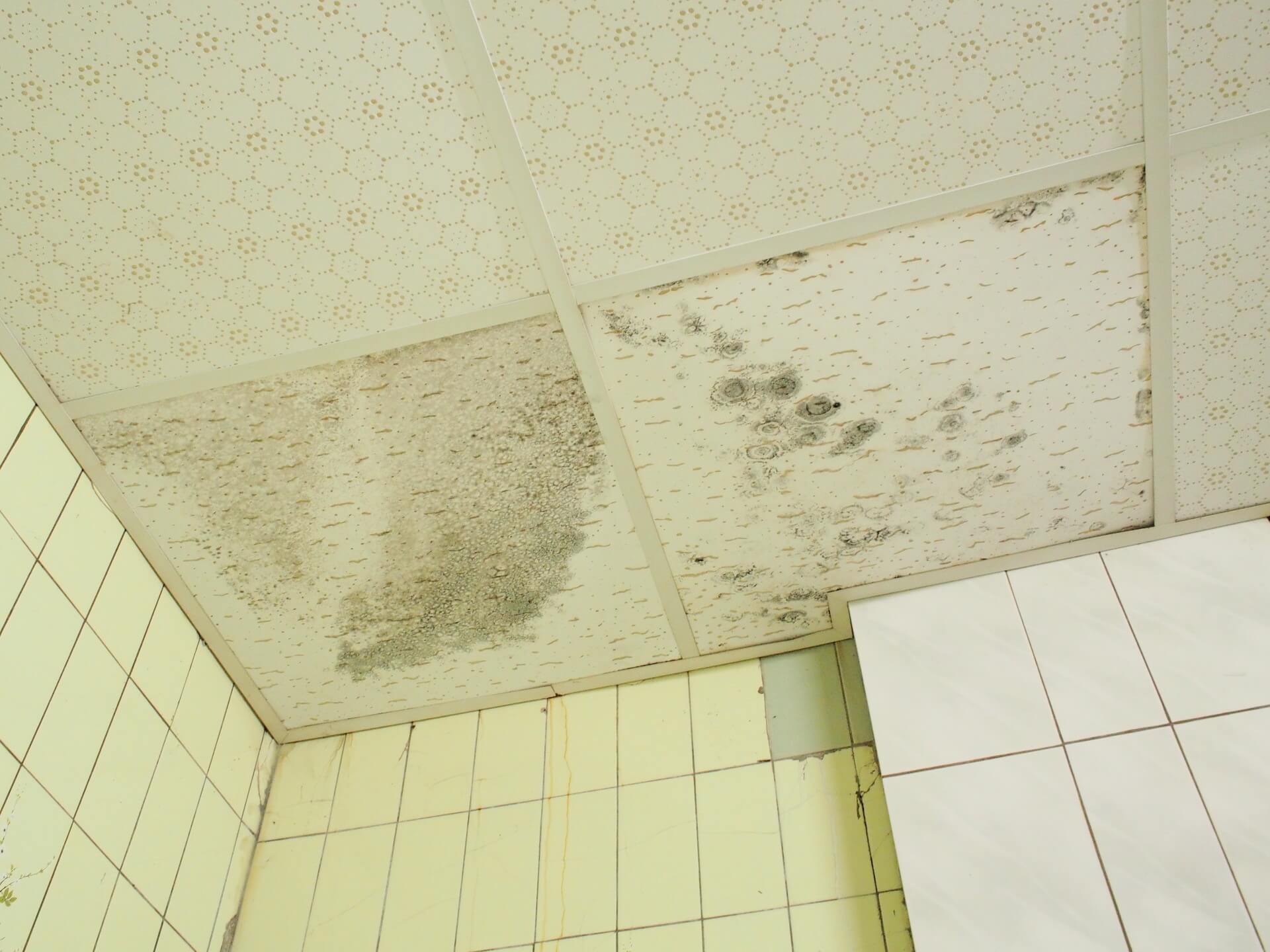 發霉的輕鋼架天花板