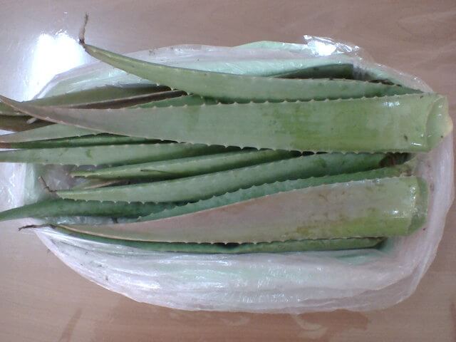 aloe-1
