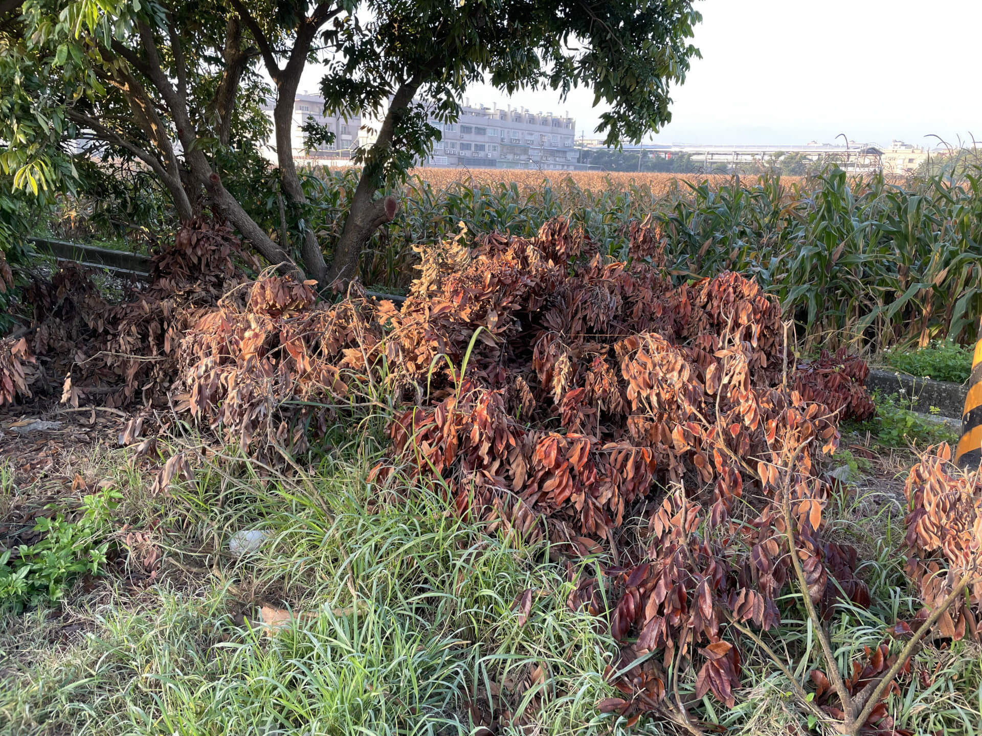龍眼木修剪枝幹
