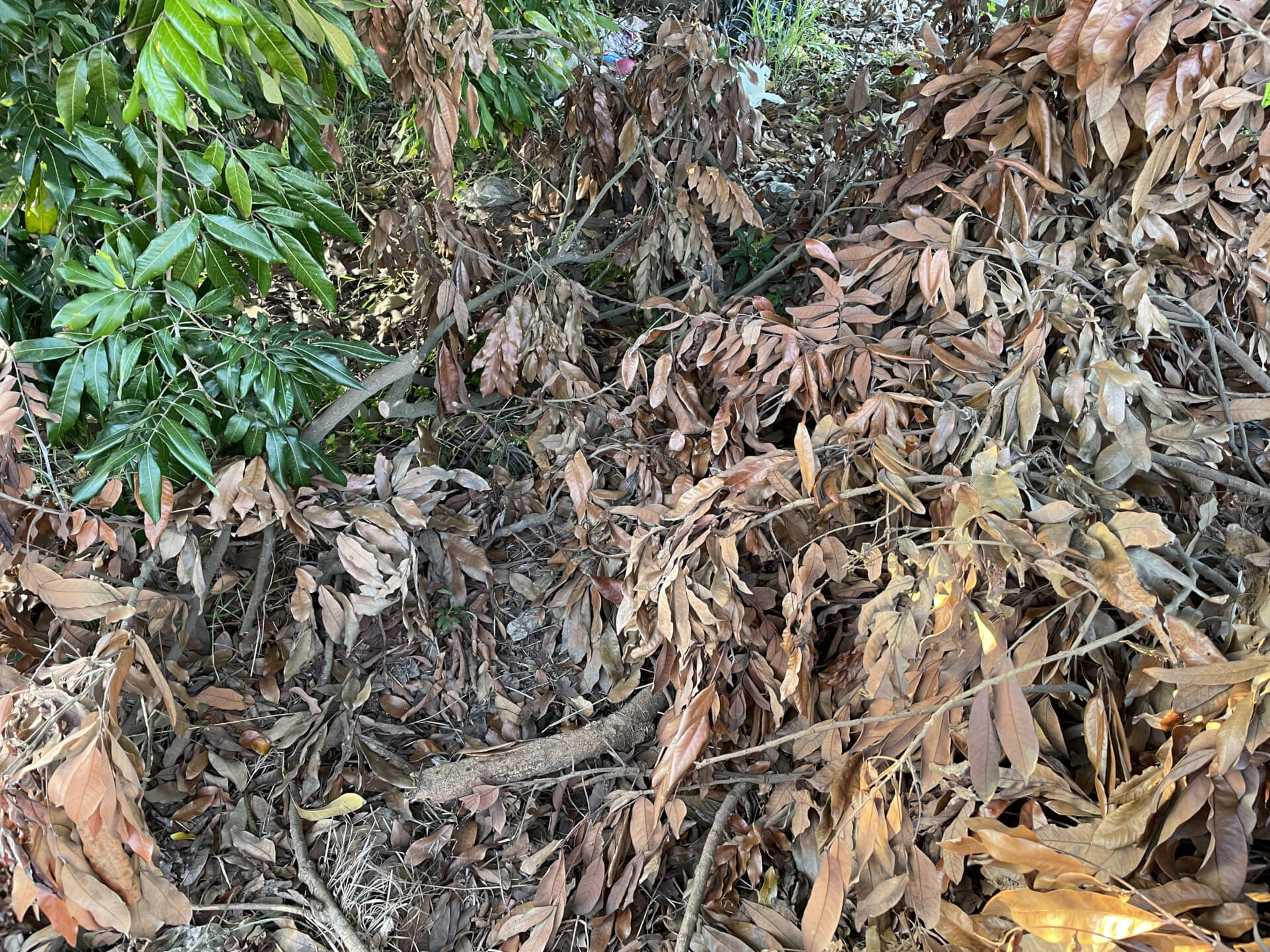 龍眼木修剪枝幹