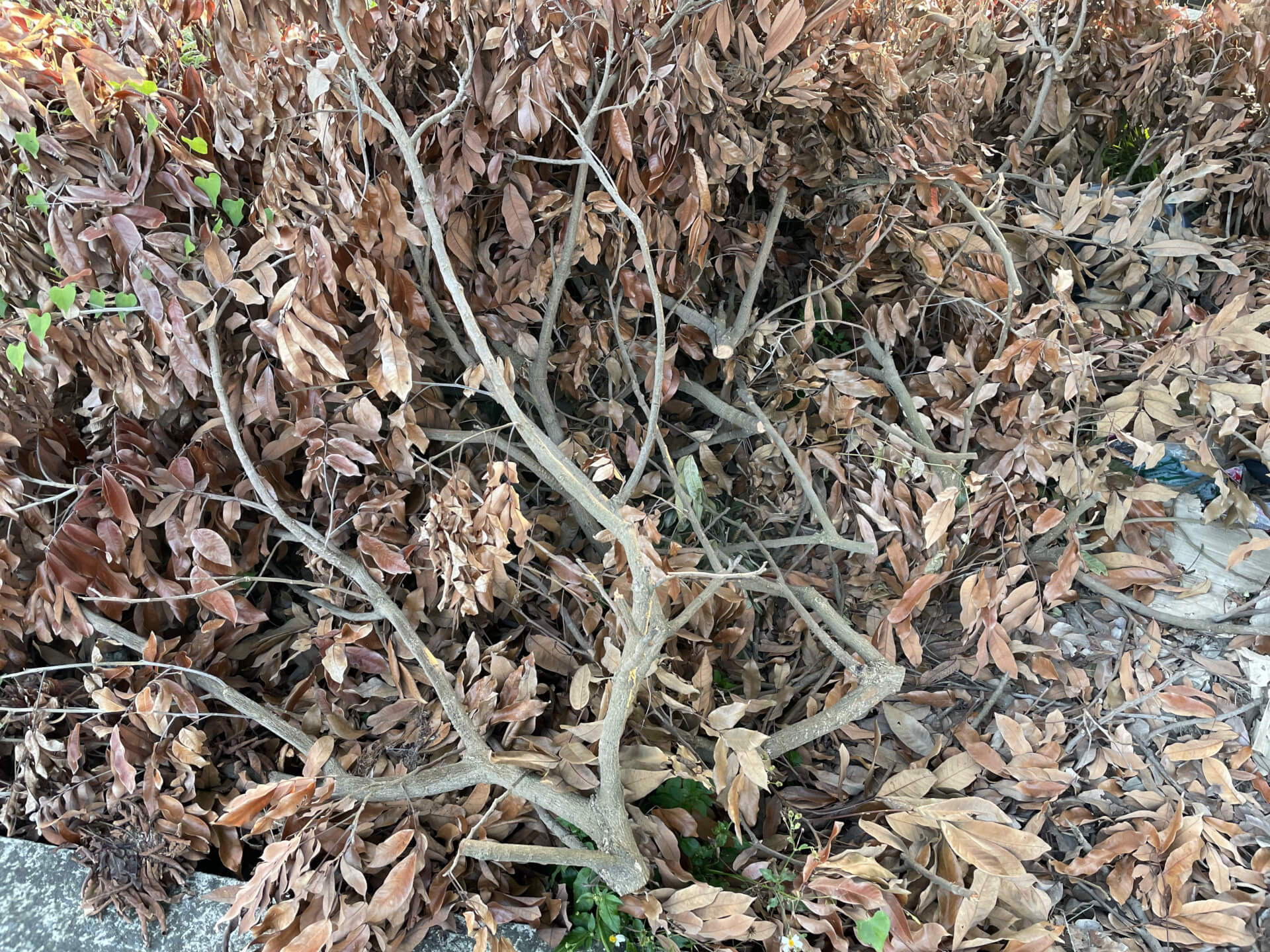 龍眼木修剪枝幹