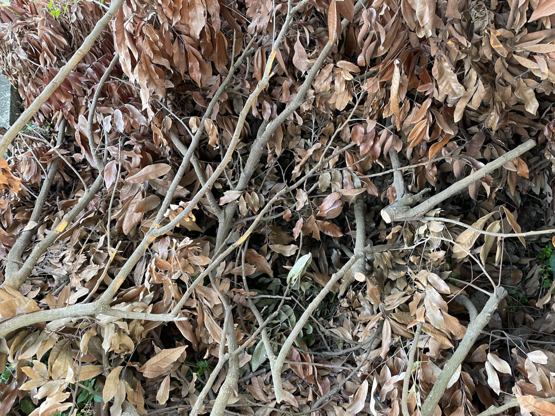 龍眼木修剪枝幹