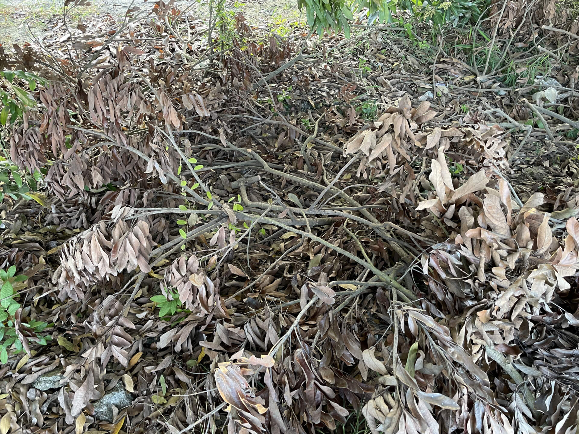 龍眼木修剪枝幹