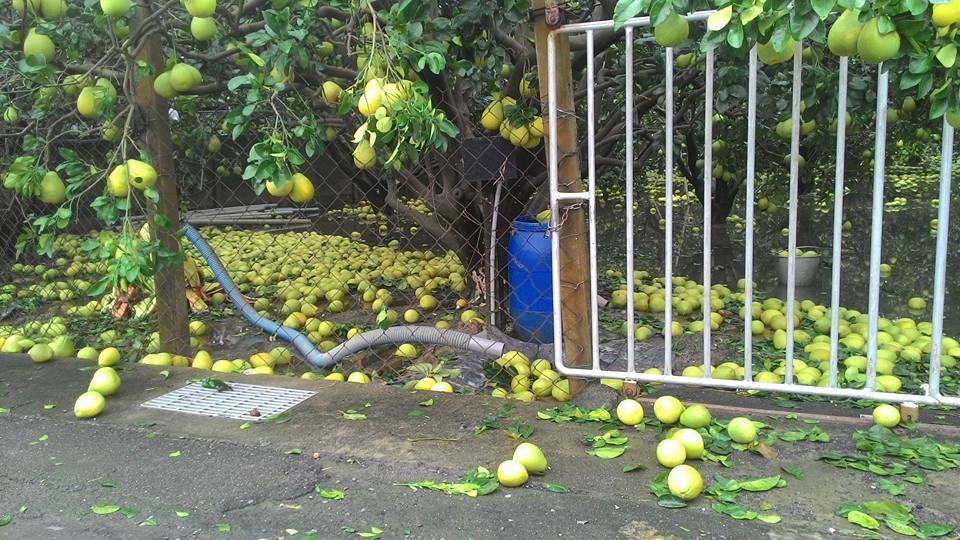 蘇迪勒颱風過後的麻豆文旦落果