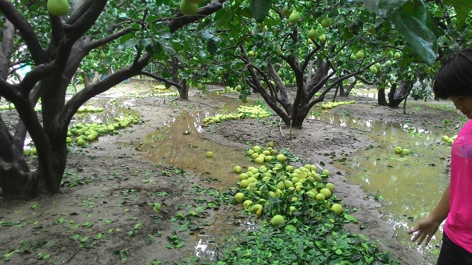 蘇迪勒颱風過後的麻豆文旦落果