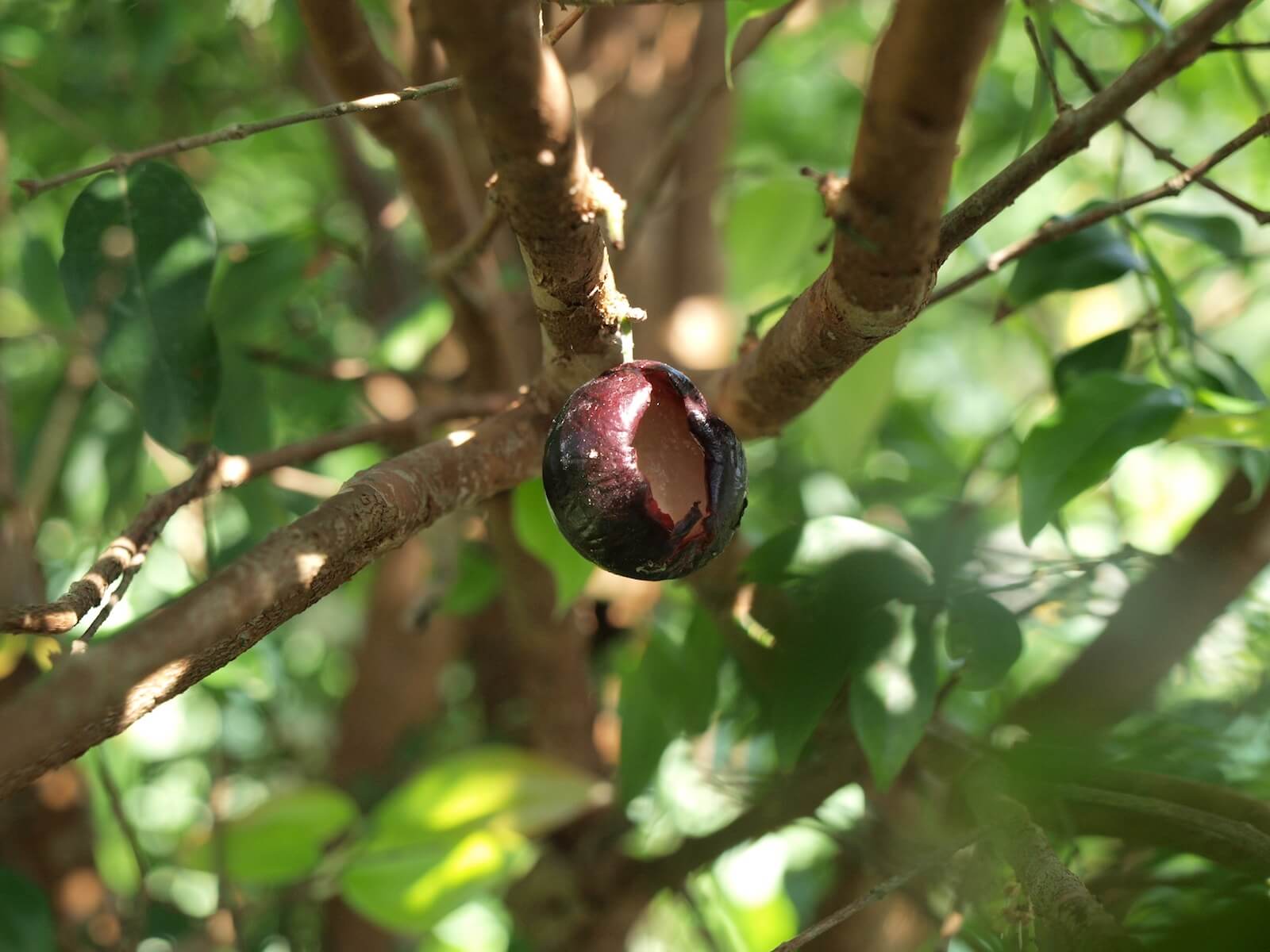 被鳥吃過的樹葡萄