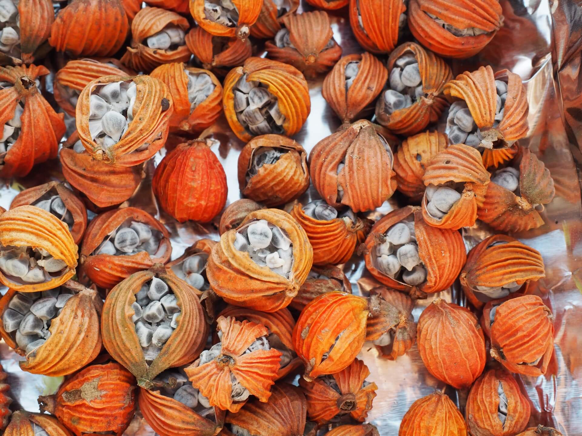 艷山薑（月桃）種子