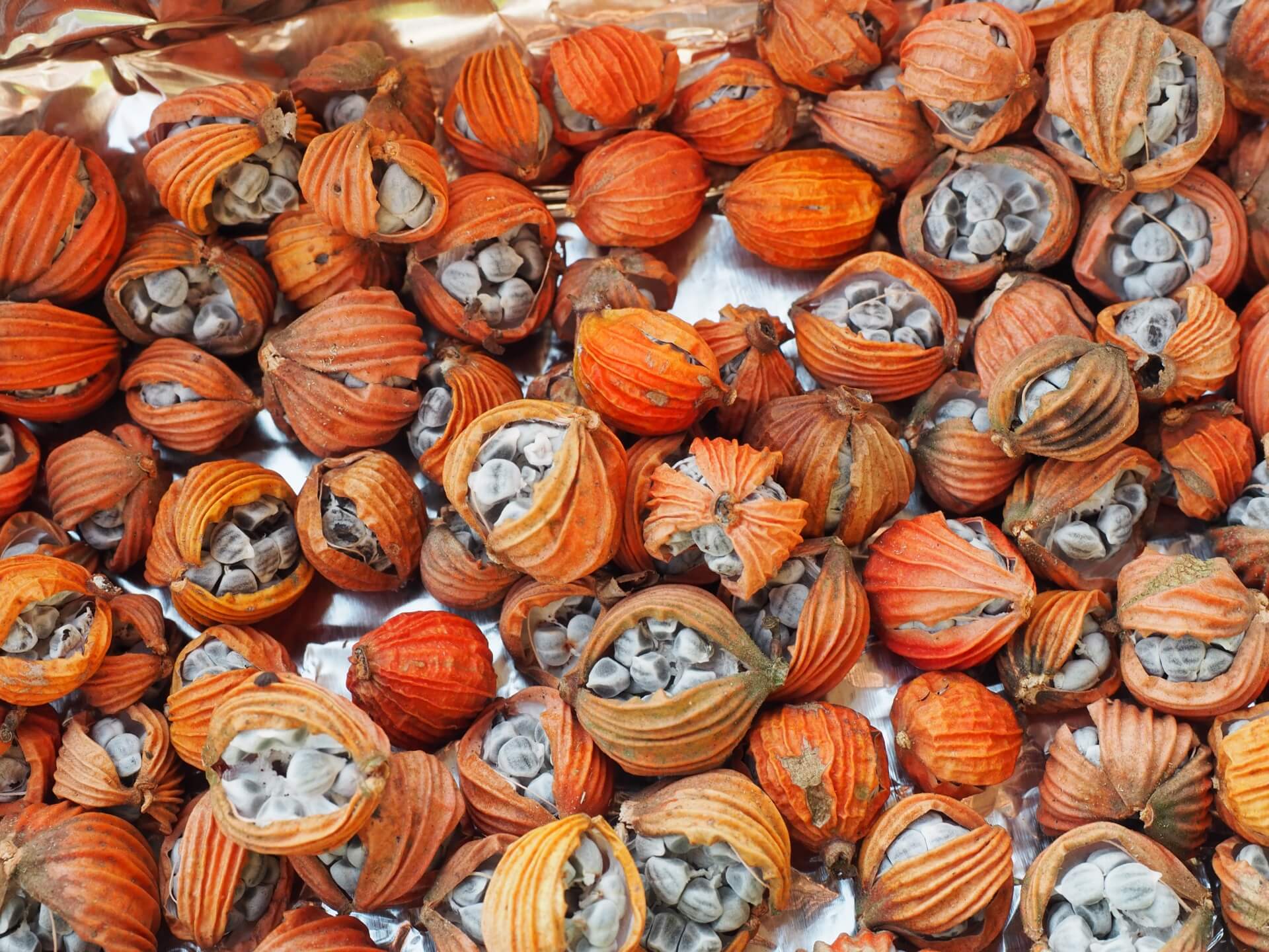 艷山薑（月桃）種子