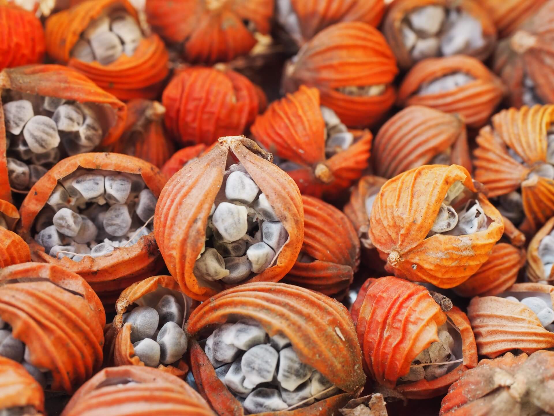 艷山薑（月桃）種子