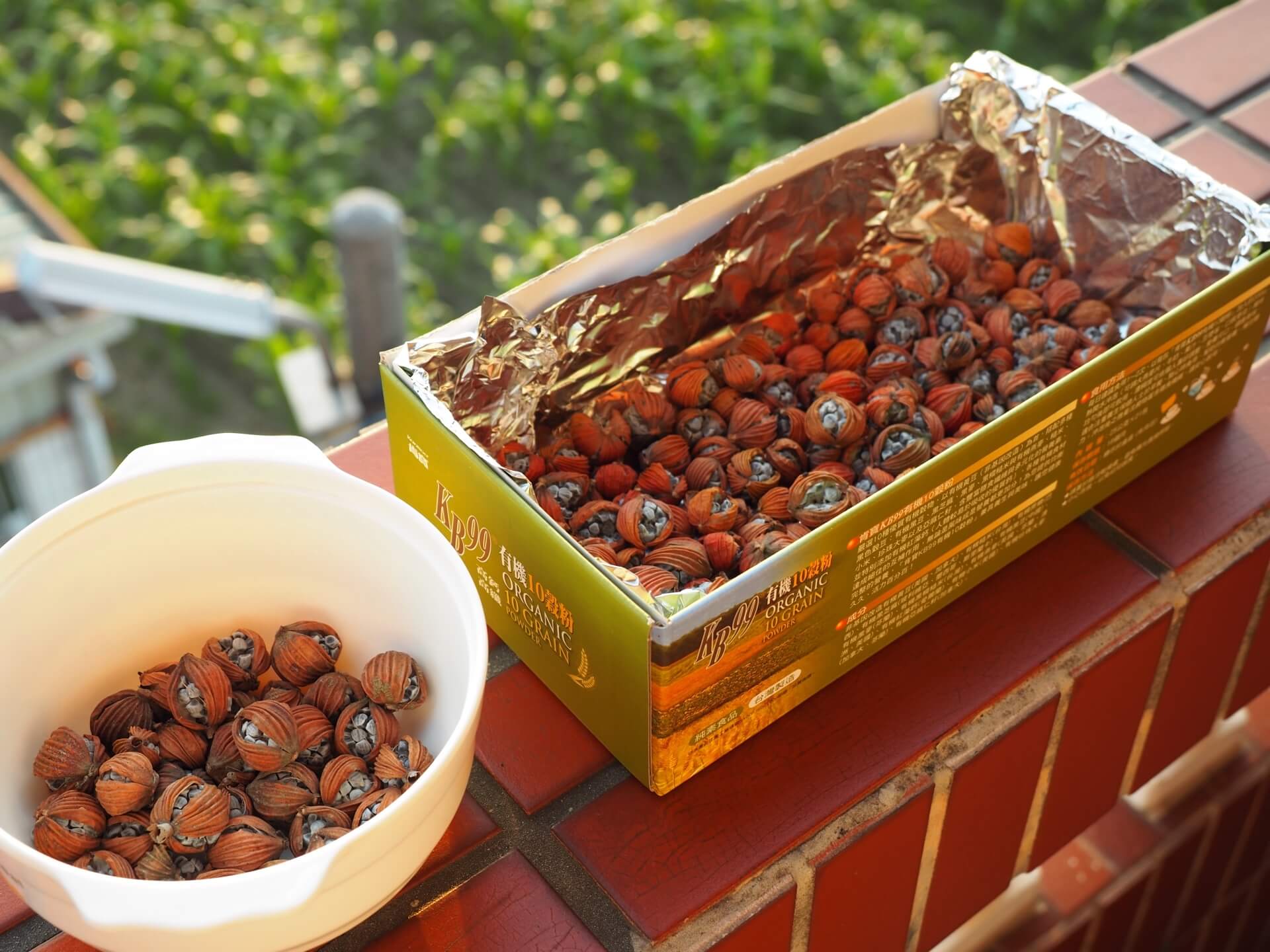 艷山薑（月桃）種子