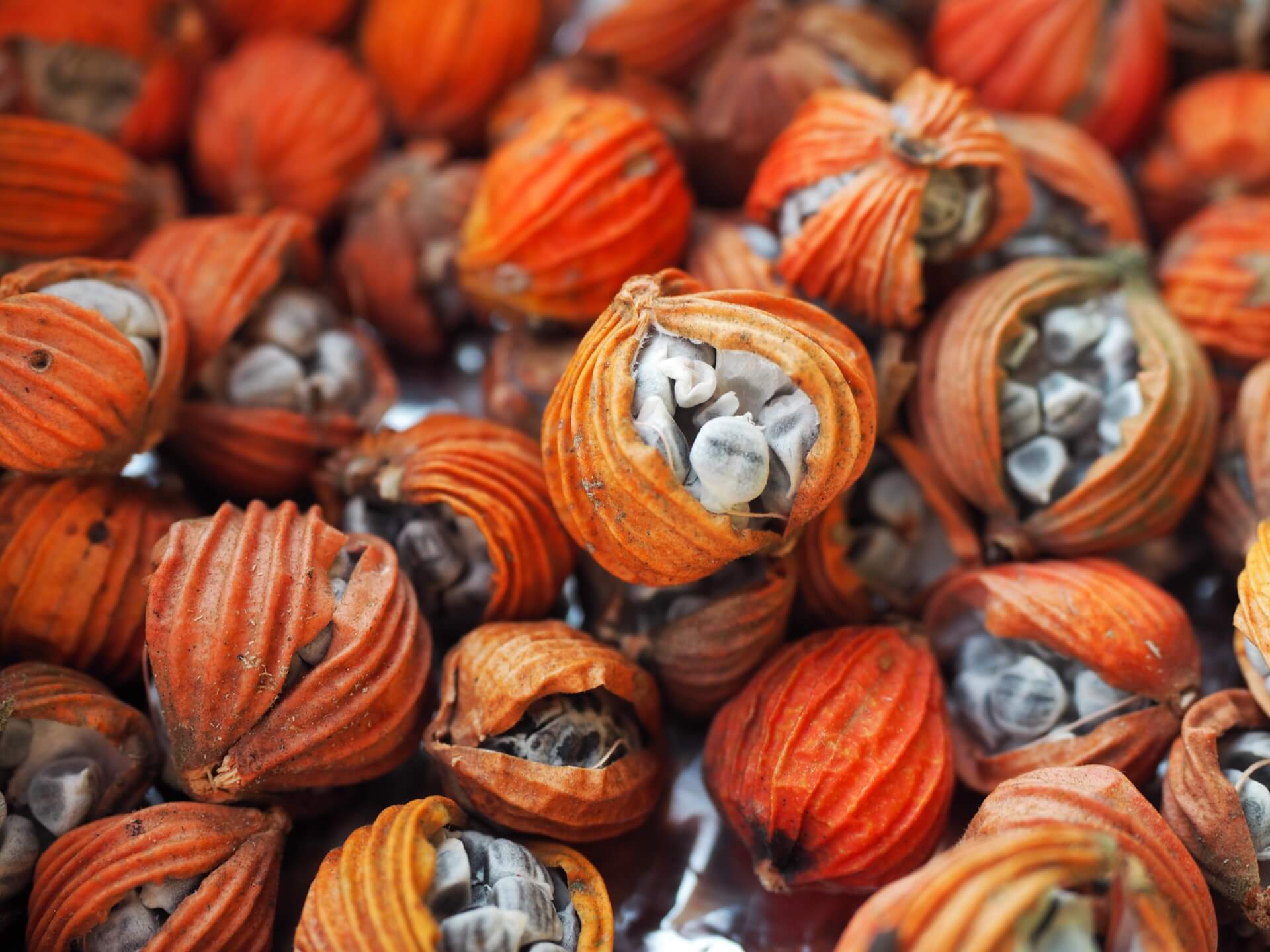 艷山薑（月桃）種子