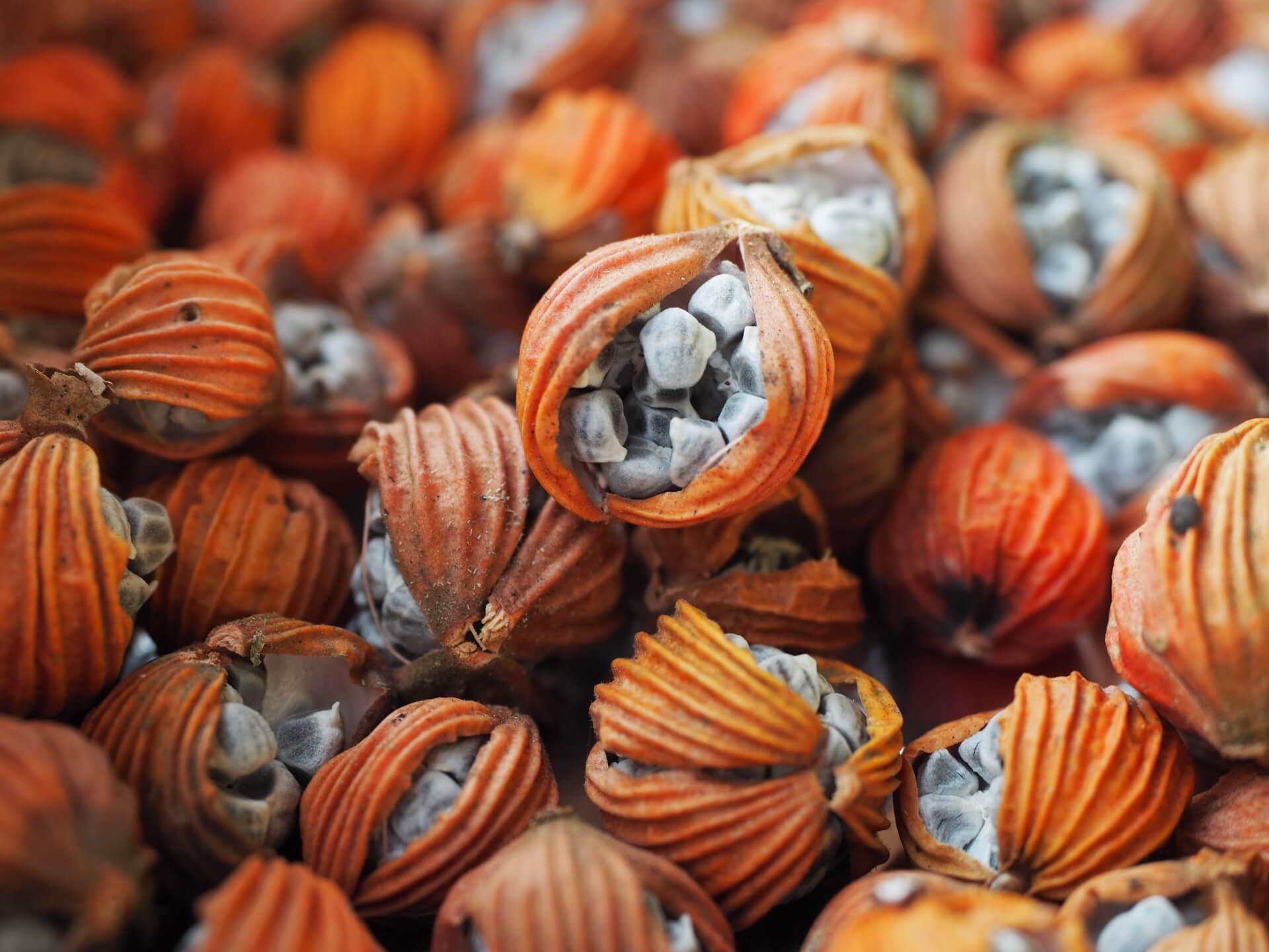 艷山薑（月桃）種子