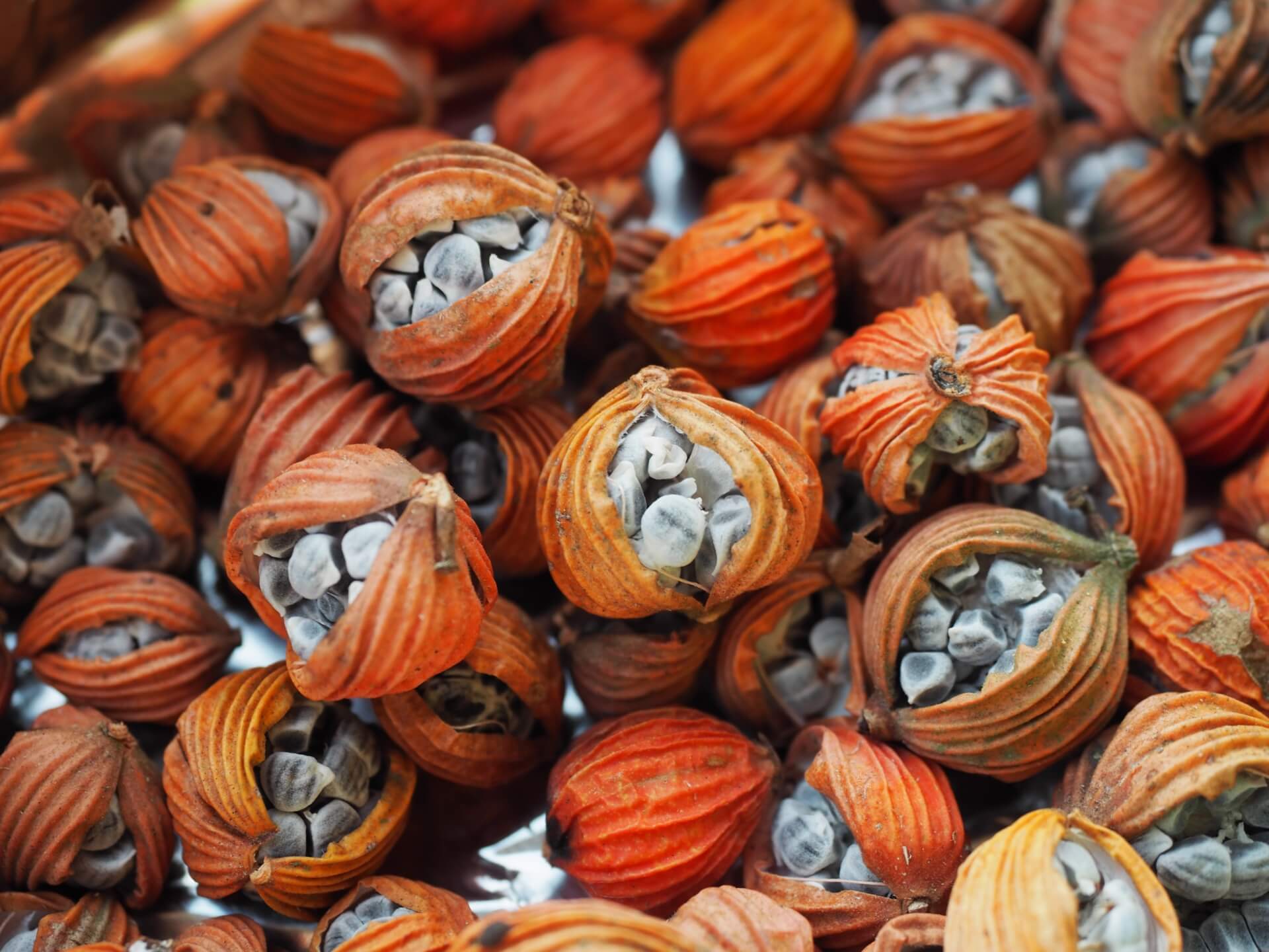 艷山薑（月桃）種子