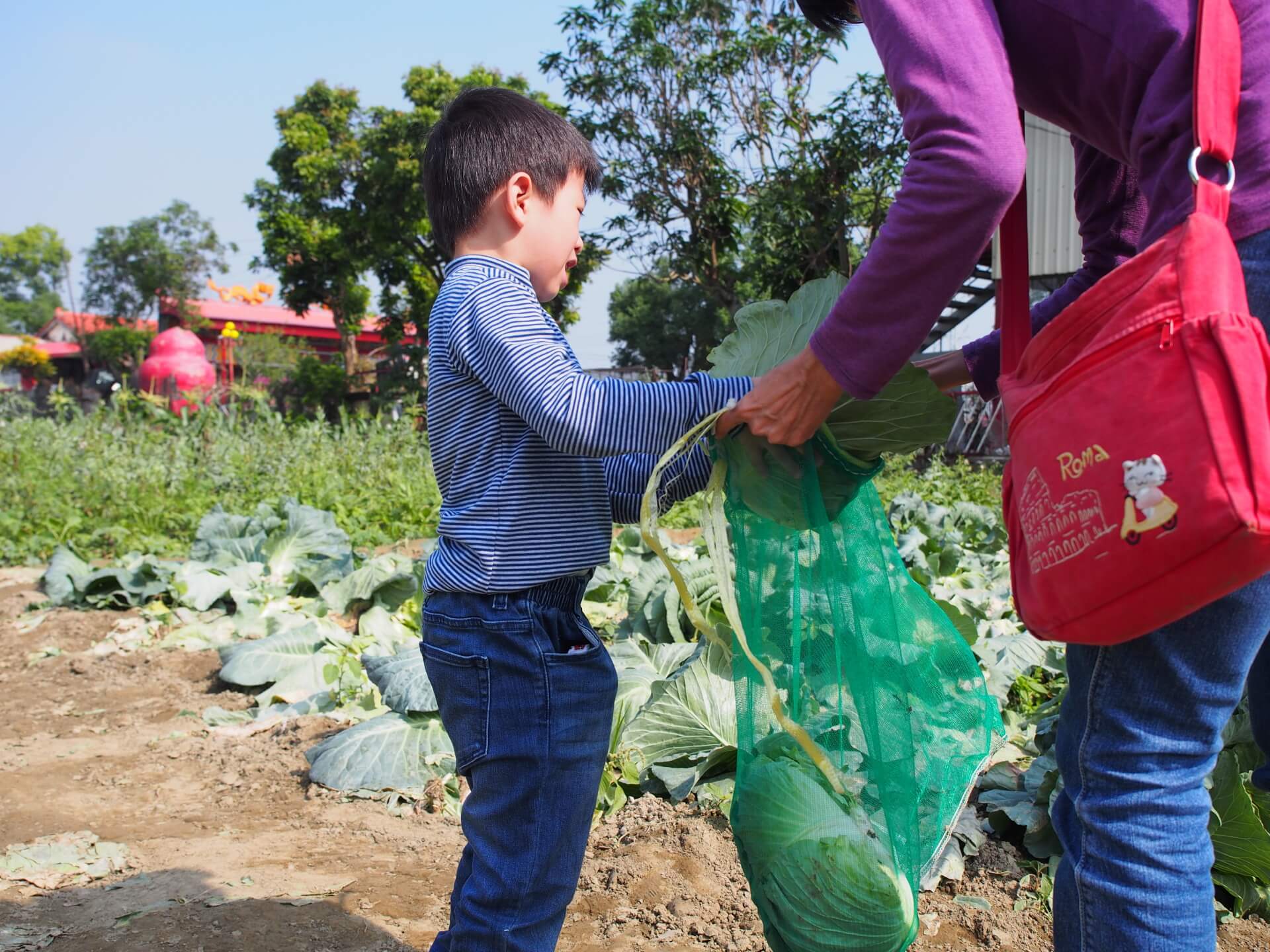 阿玄把高麗菜裝袋