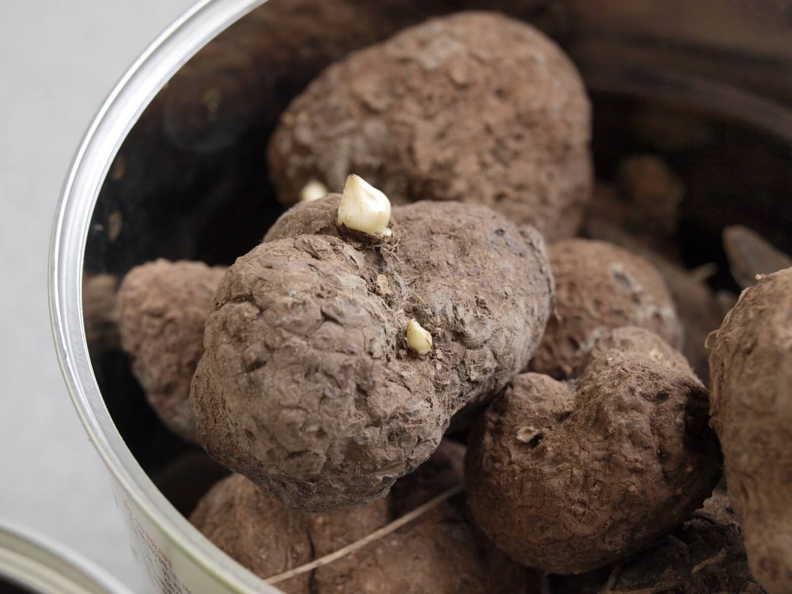 dioscorea-opposita-2