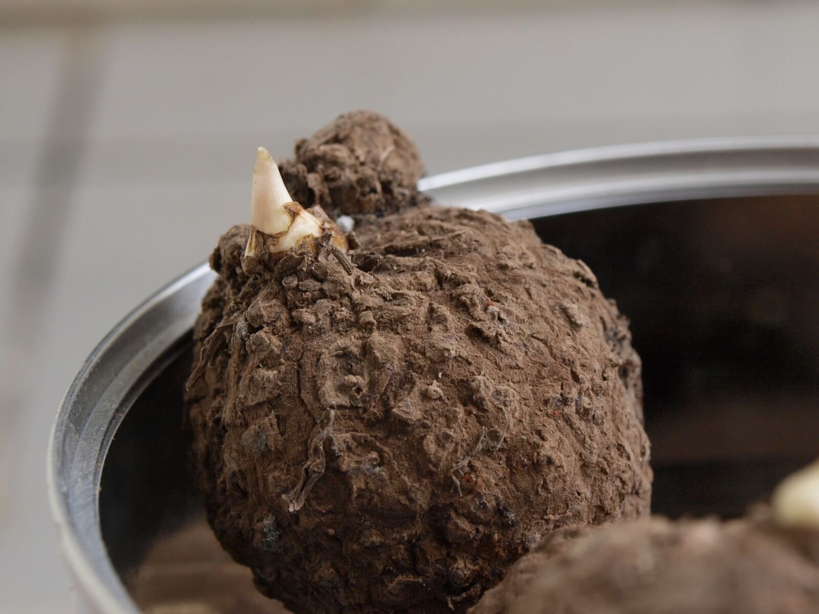 dioscorea-opposita-3