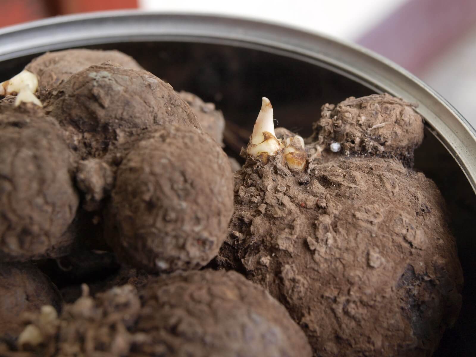 dioscorea-opposita-4