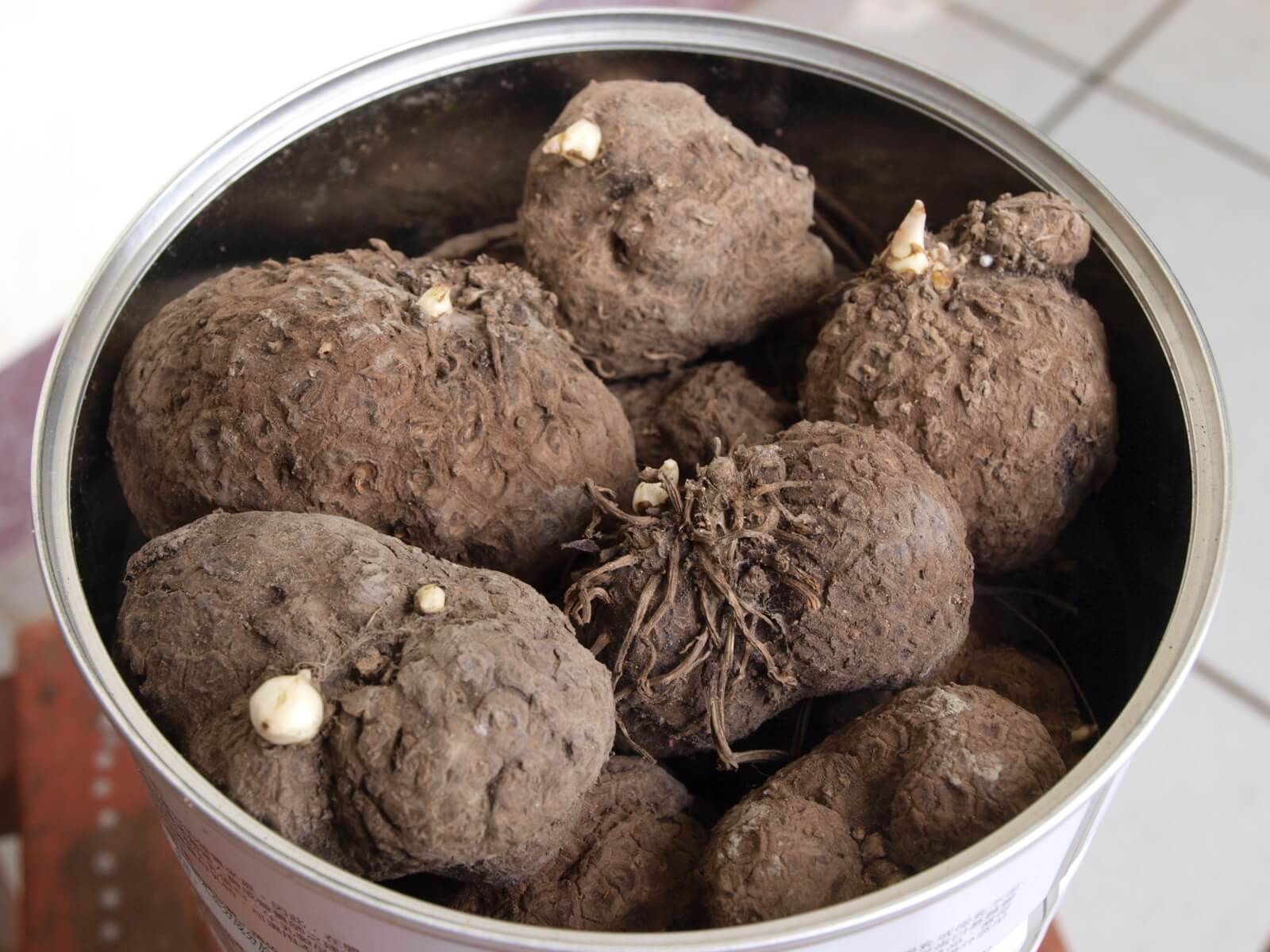 dioscorea-opposita-5