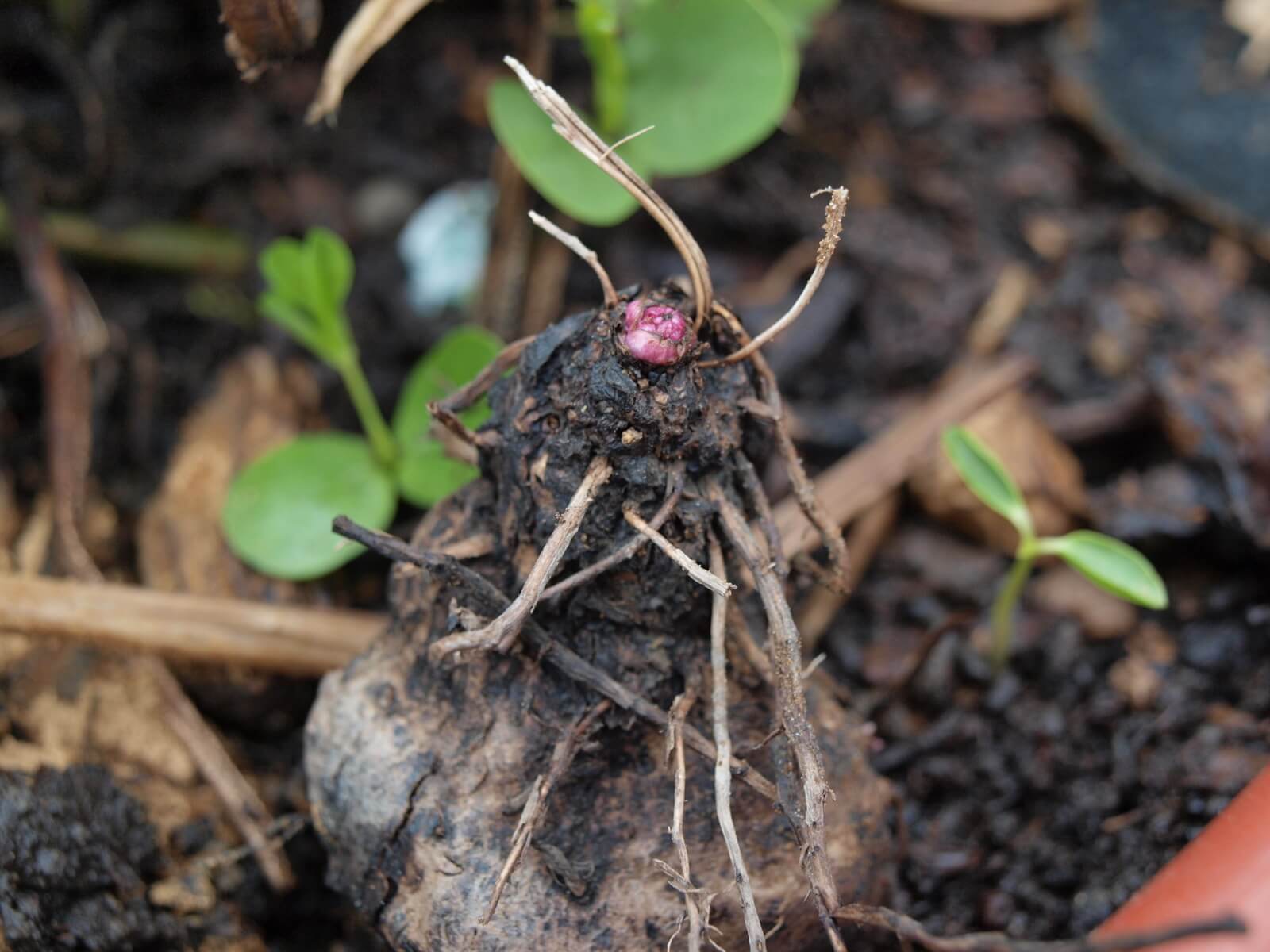 dioscorea-opposita-6