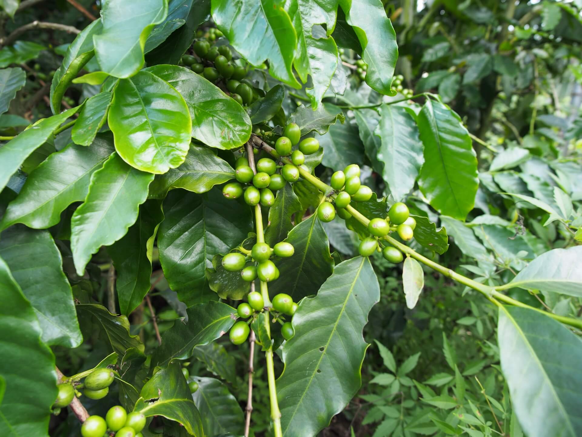 咖啡樹