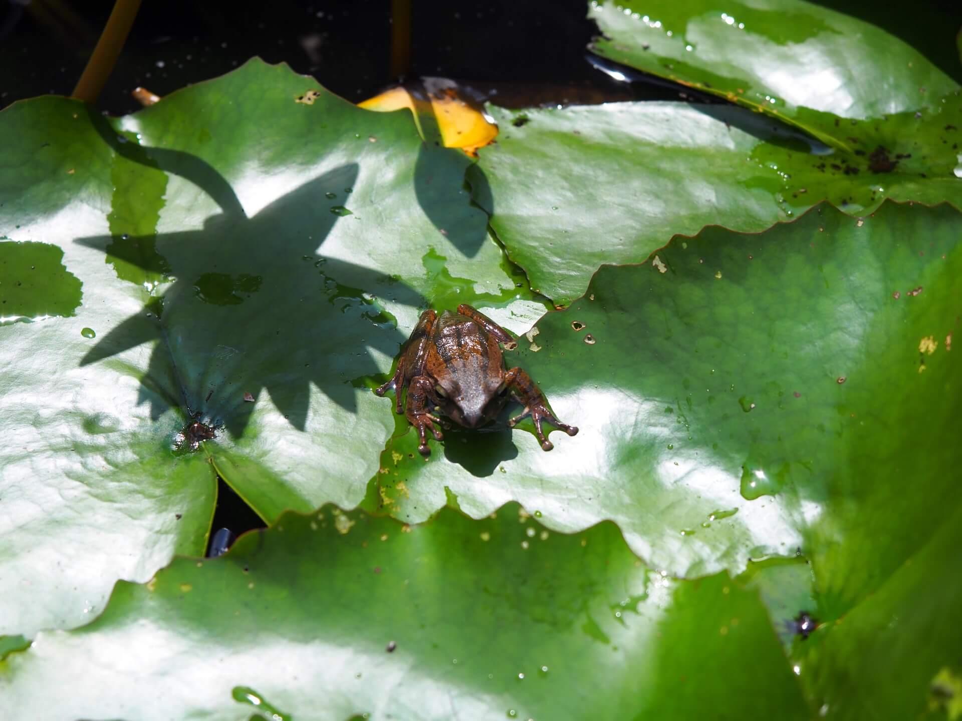 蓮花葉上小動物