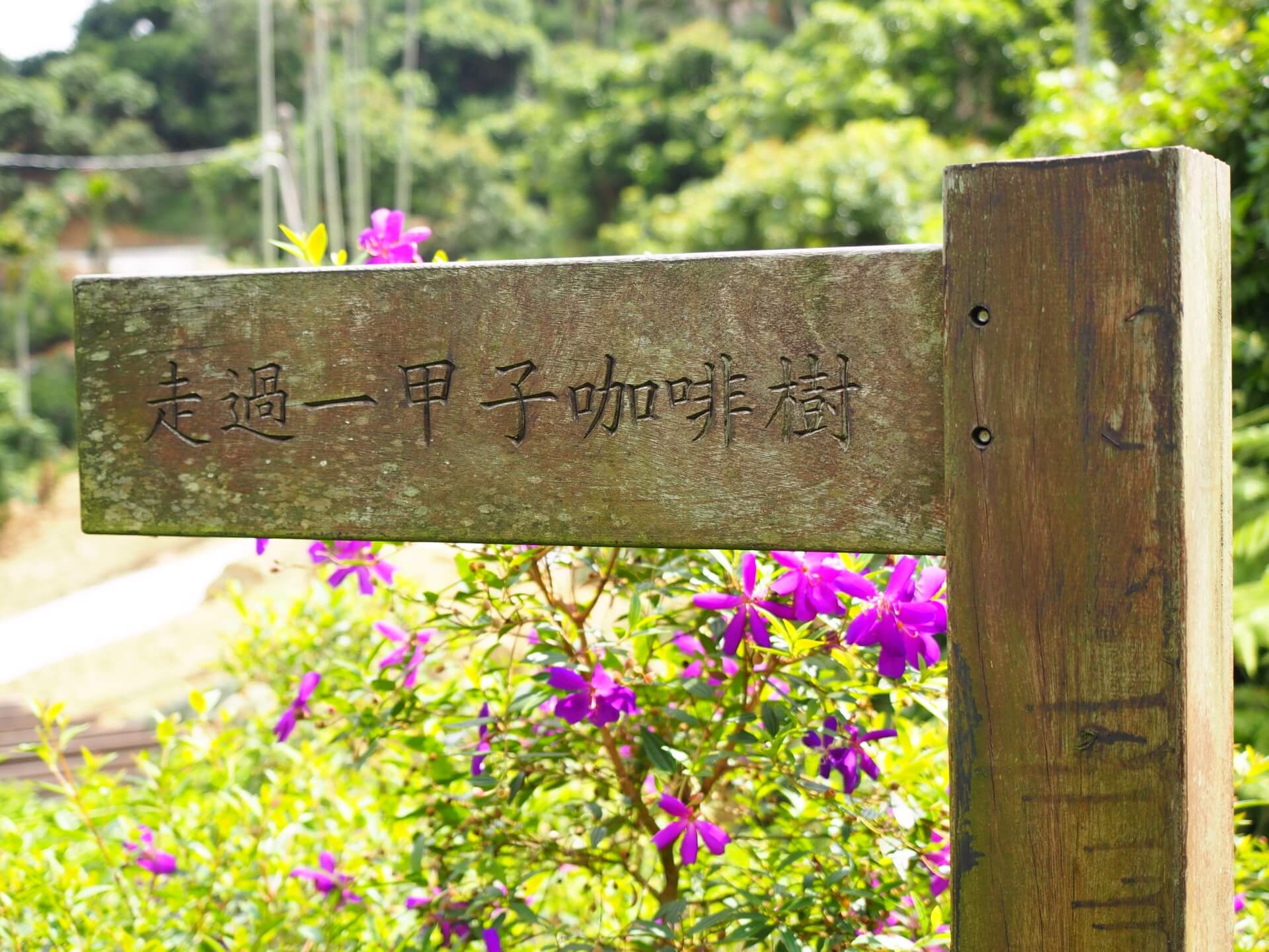 走過一甲子咖啡樹