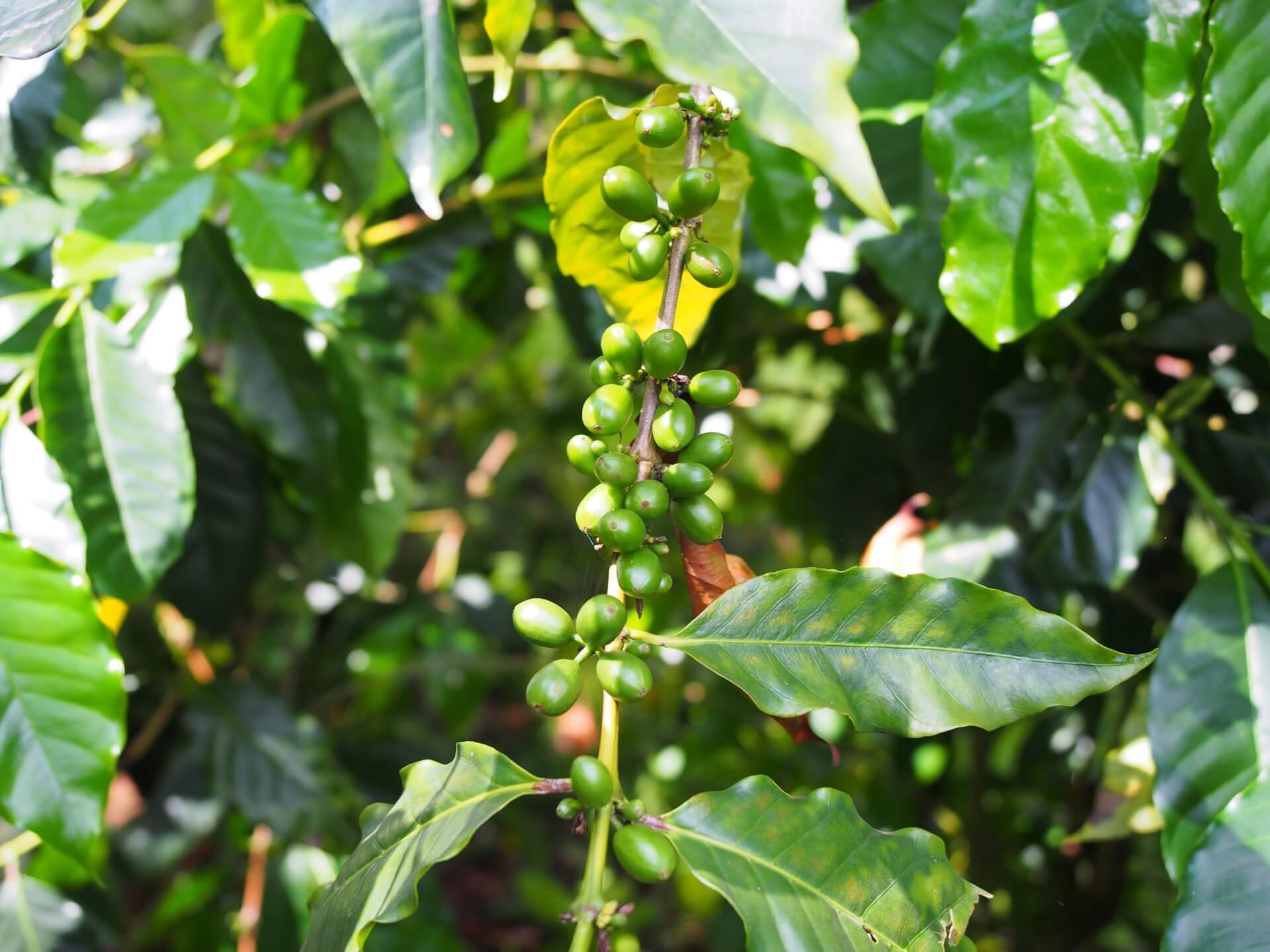 咖啡樹