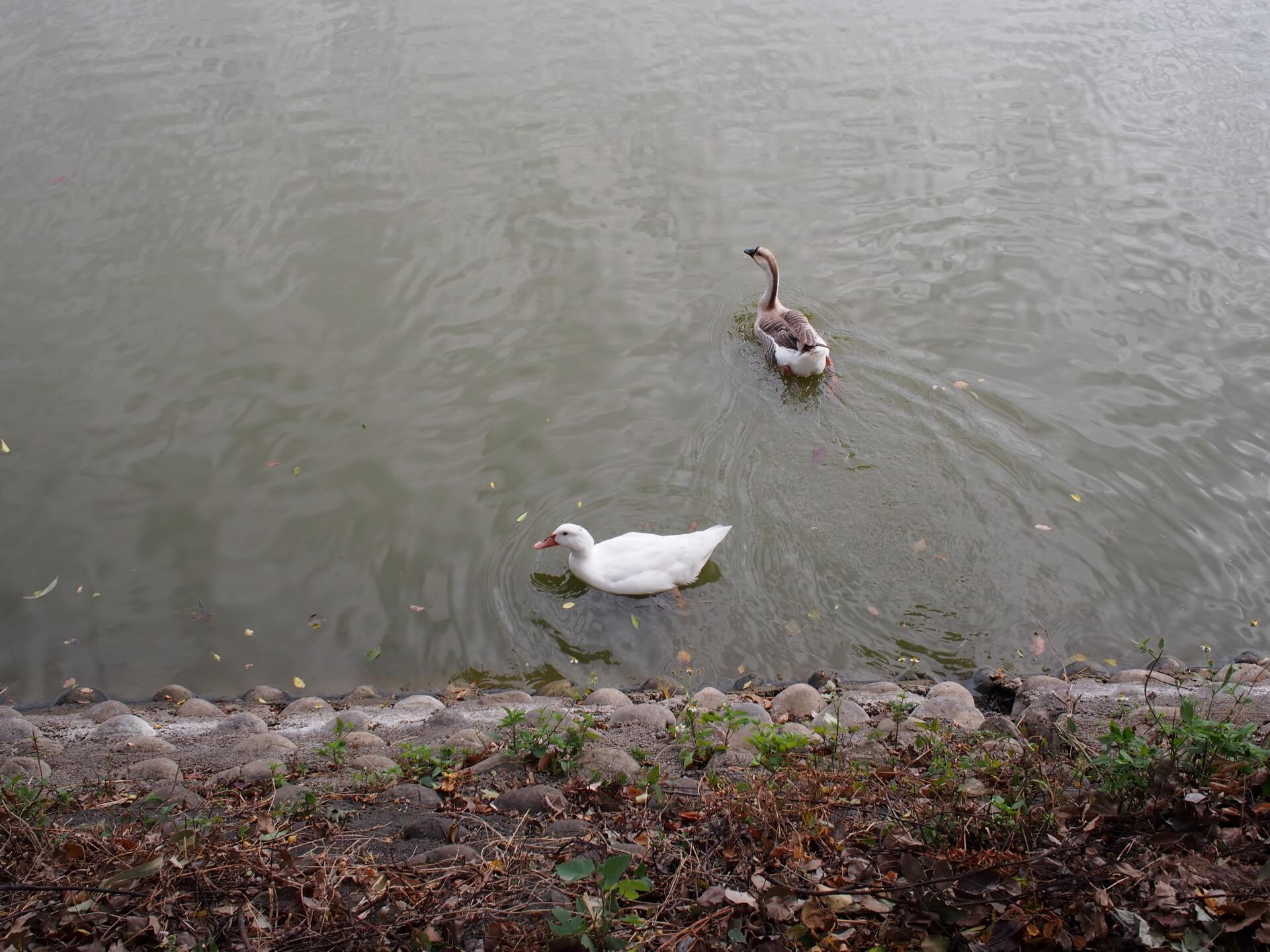 鴨子與鵝