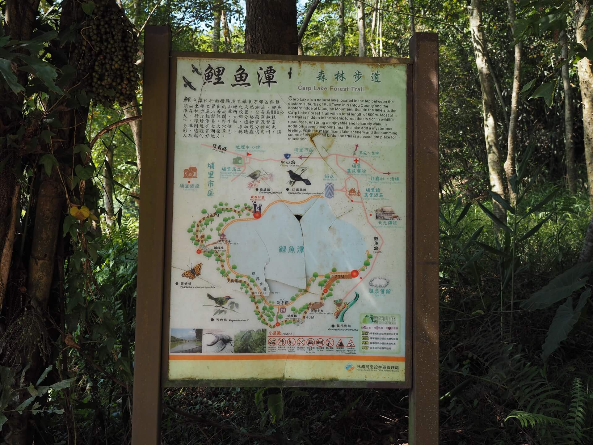 鯉魚潭森林步道