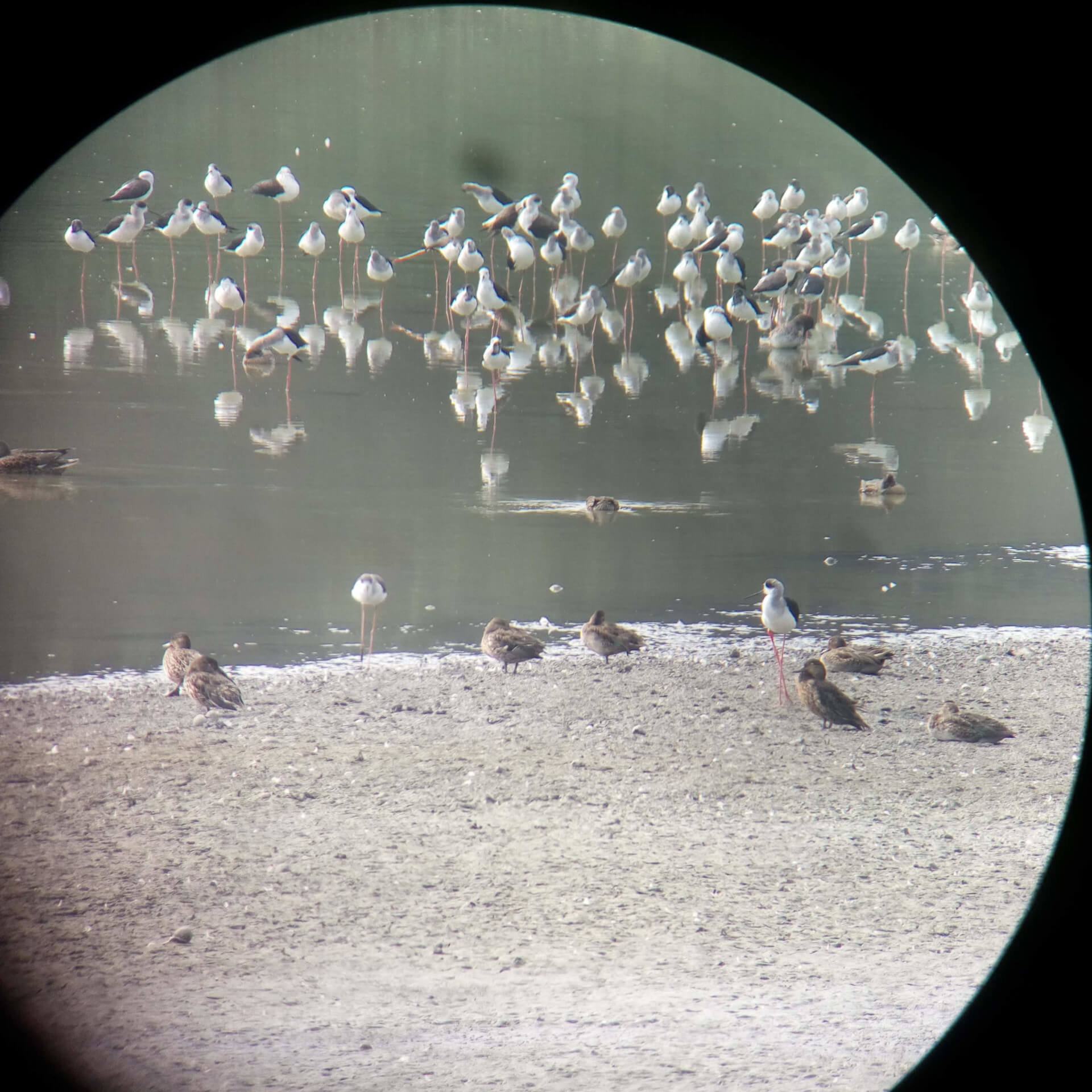 高蹺鴴、小水鴨