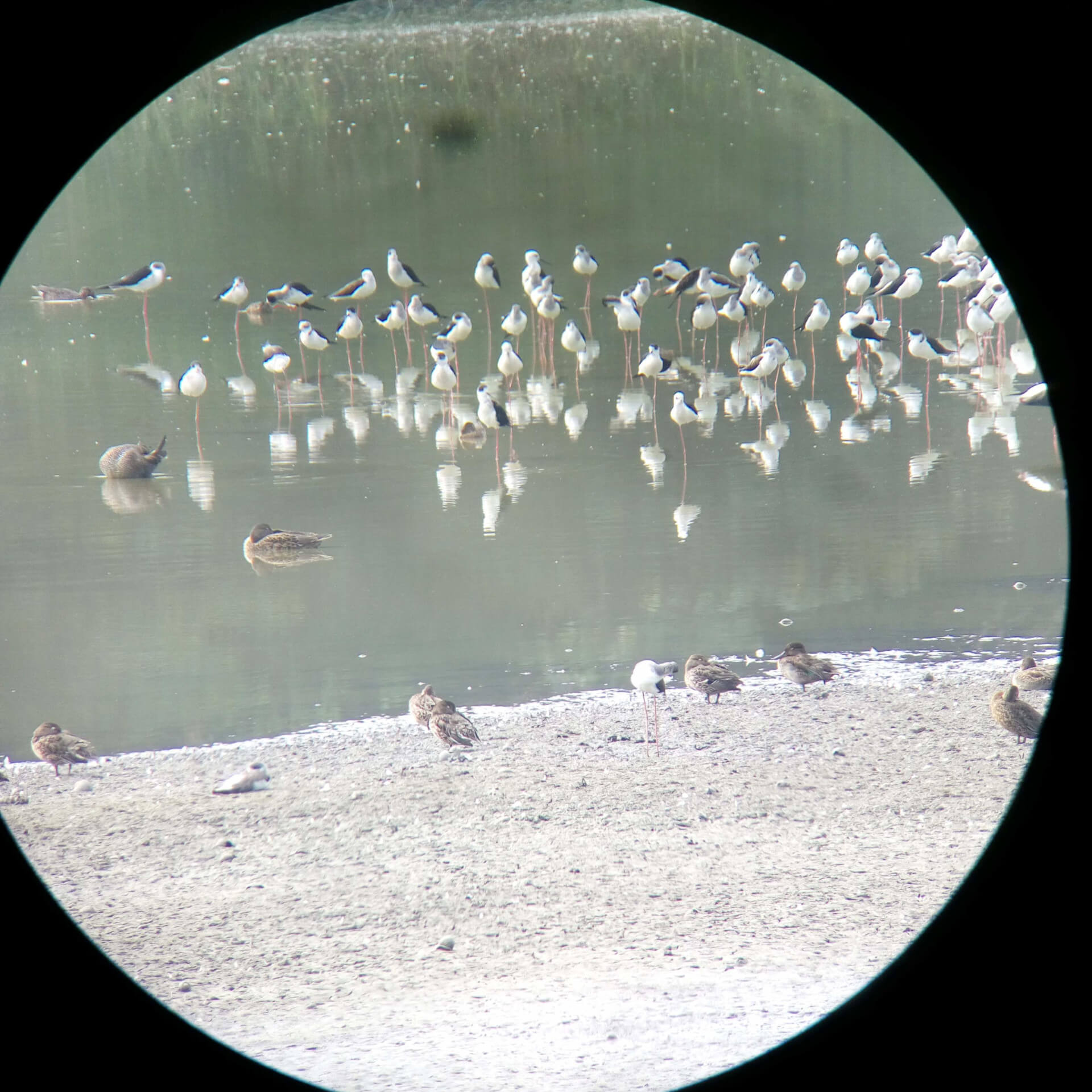 高蹺鴴、小水鴨