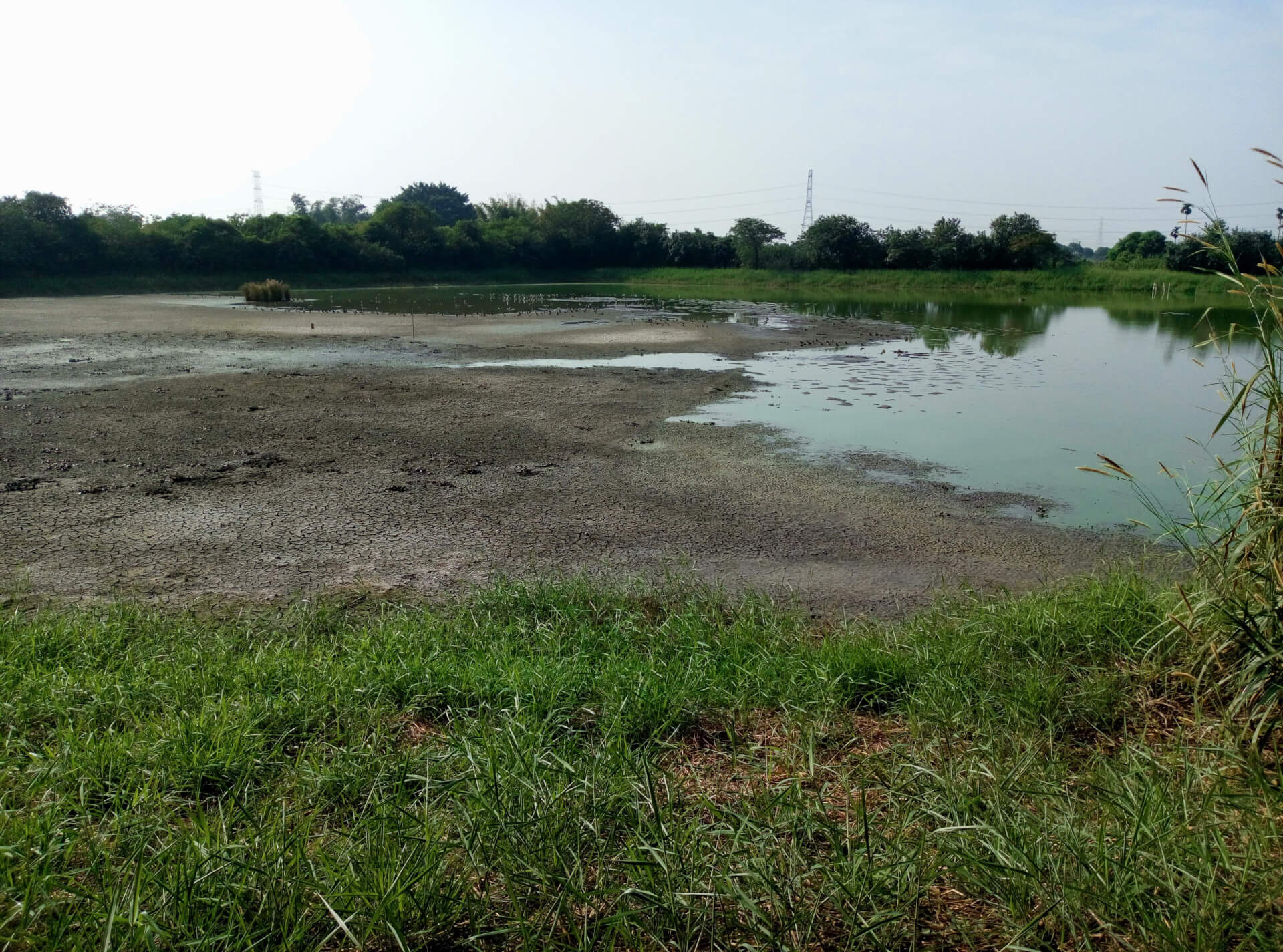 水雉棲地(濕地)