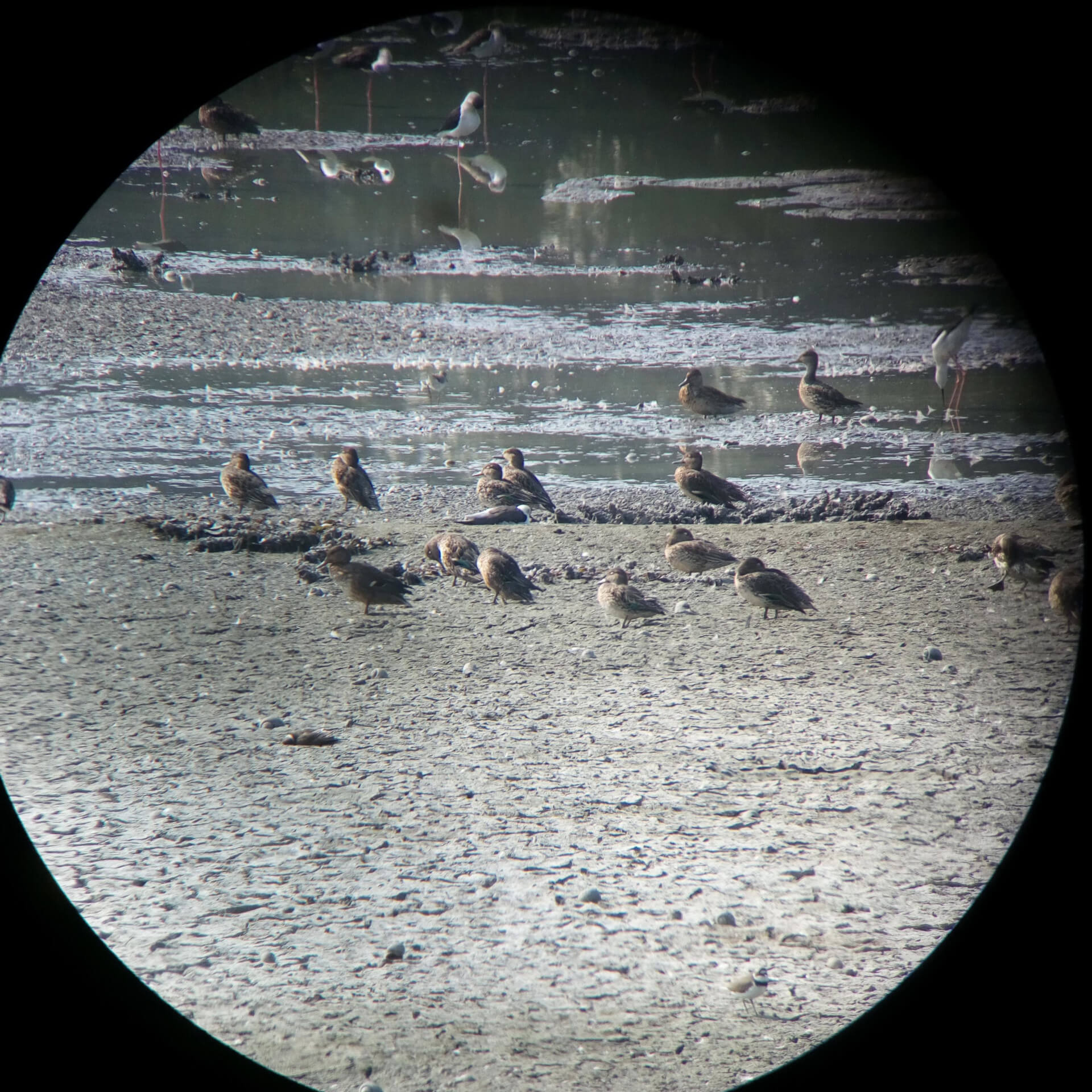 高蹺鴴、小水鴨