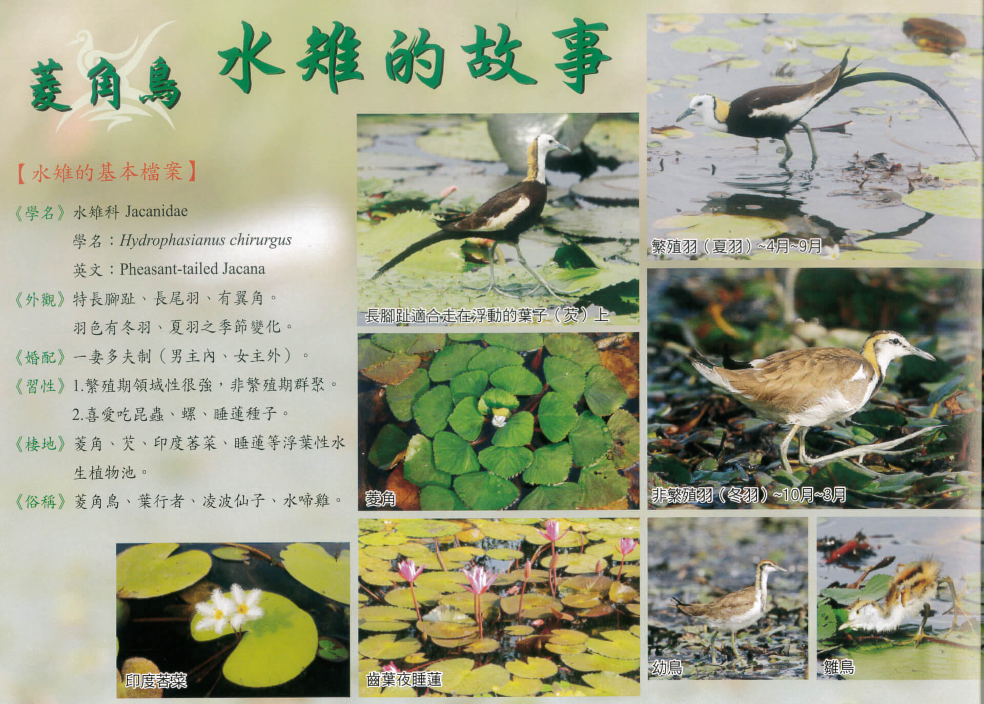 官田水雉生態教育園區介紹文宣