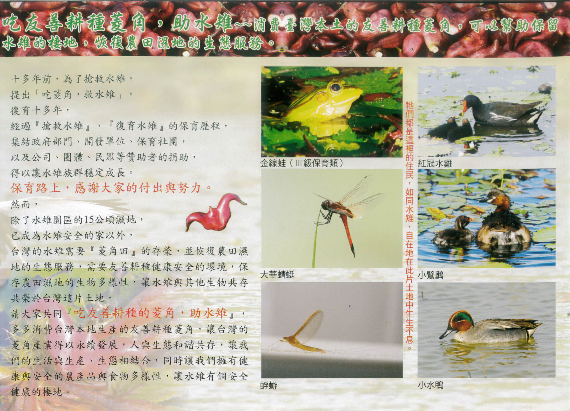 官田水雉生態教育園區介紹文宣