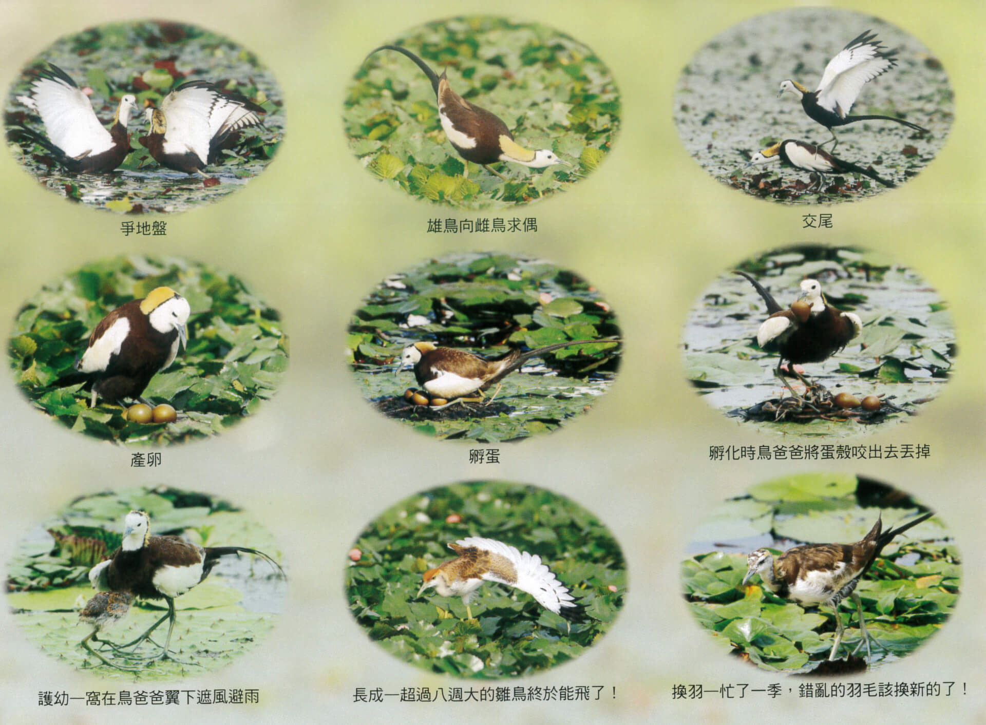 官田水雉生態教育園區介紹文宣